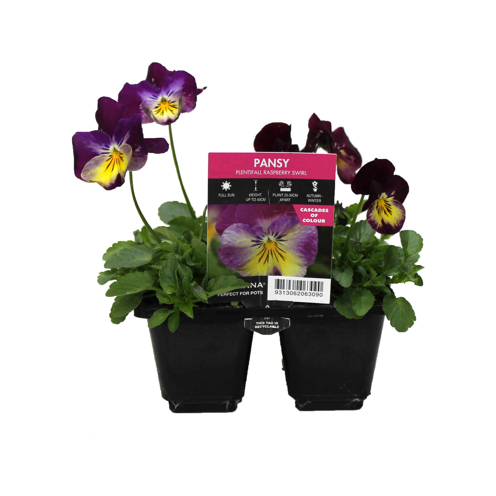 140mm Pansy Raspberry Swirl Viola x Wittrockiana Bunnings Australia