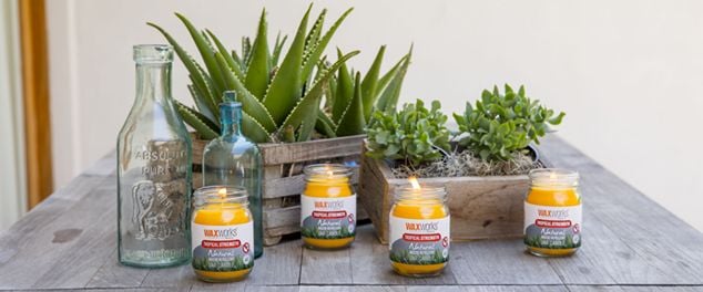 Four lit insect repellent candles on a bench in front of succulents
