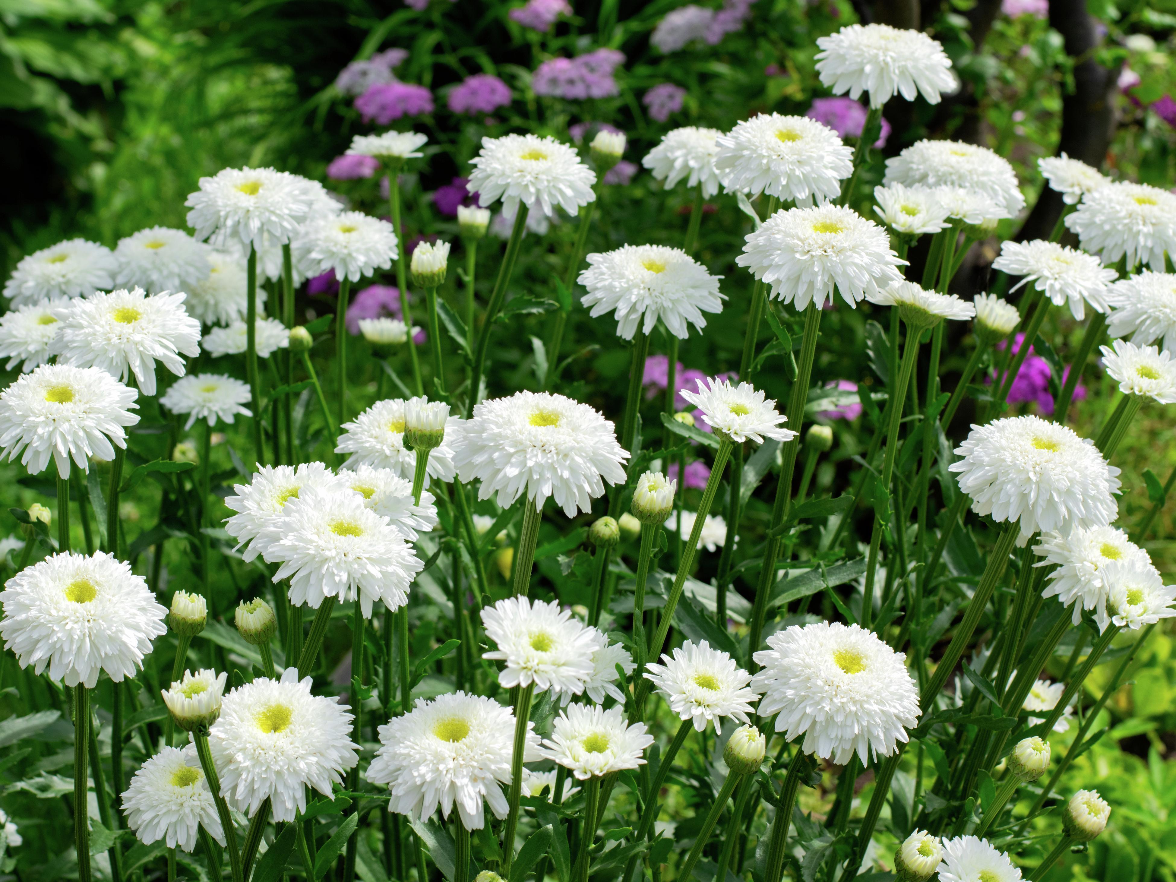 Growing Aster Flowers (Easter daisy) Bunnings Australia