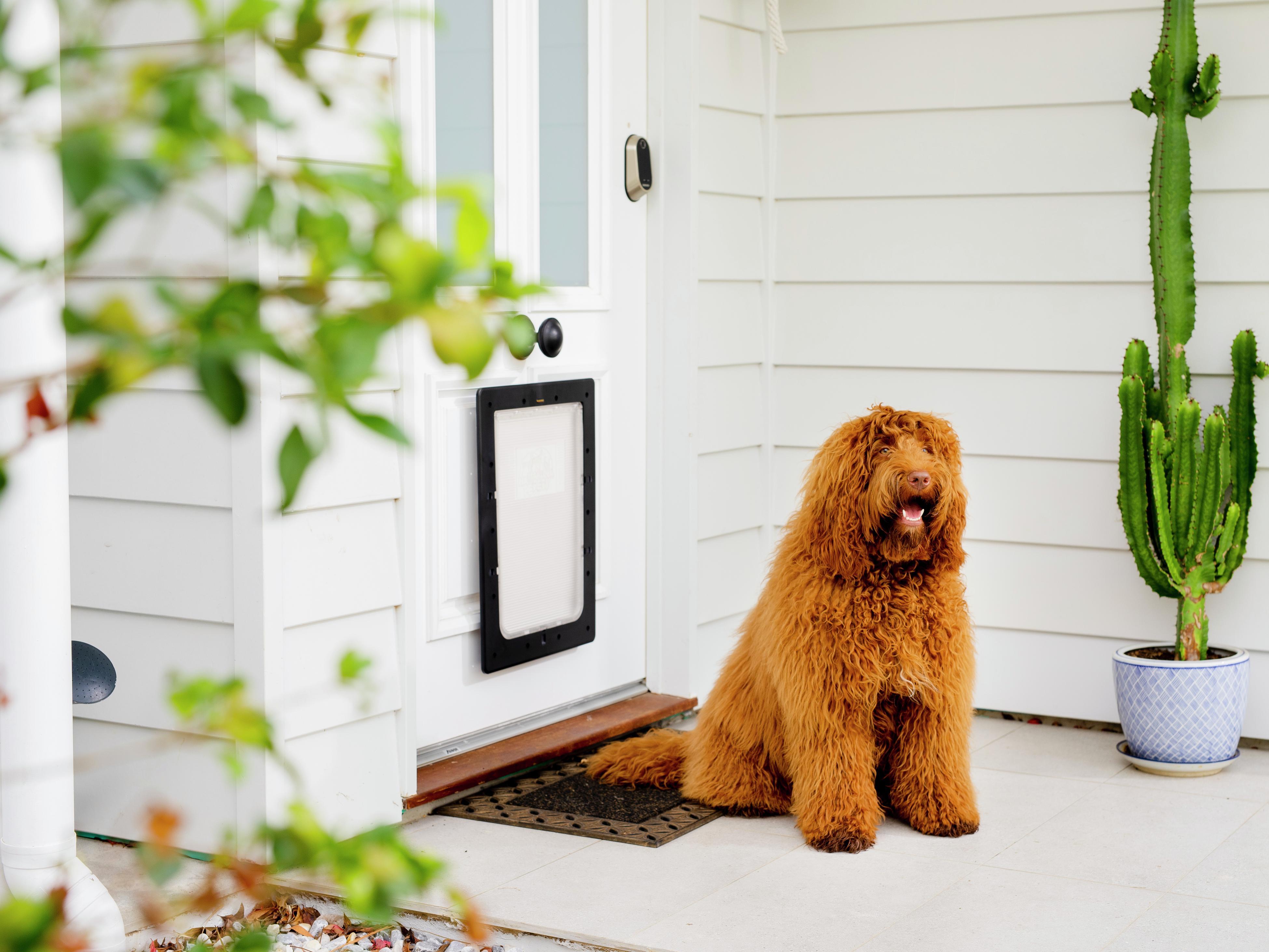 Dog door store in glass bunnings