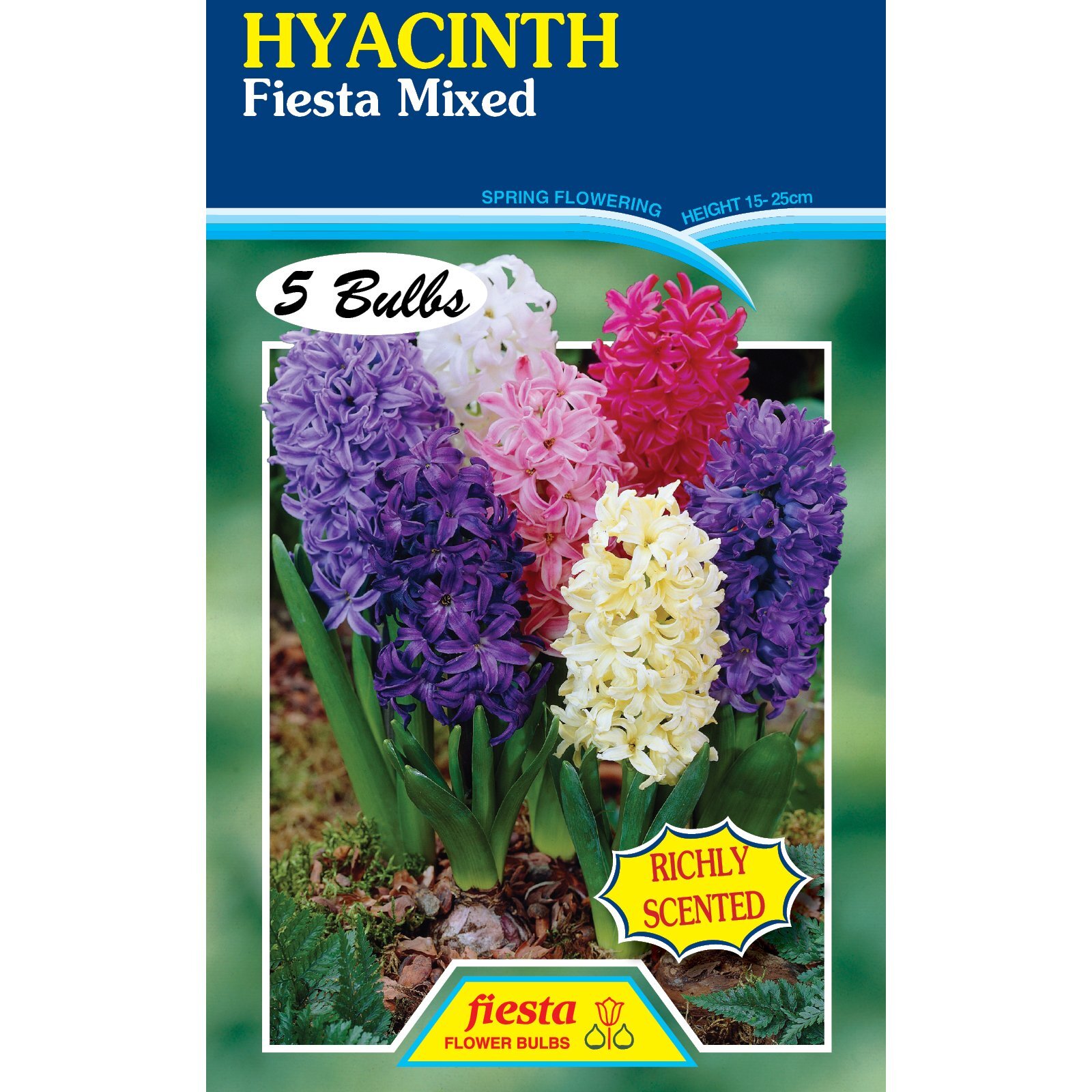Fiesta Flower Bulbs Hyacinth Mixed Colours 5 Bulbs Bunnings New Zealand