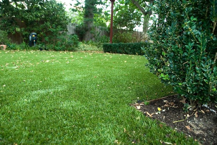 A lawn bordered by a hedge and back fence with trees