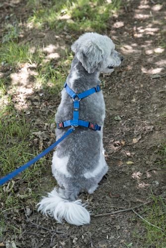 Fluffy dog wearing a blue harness and lead.