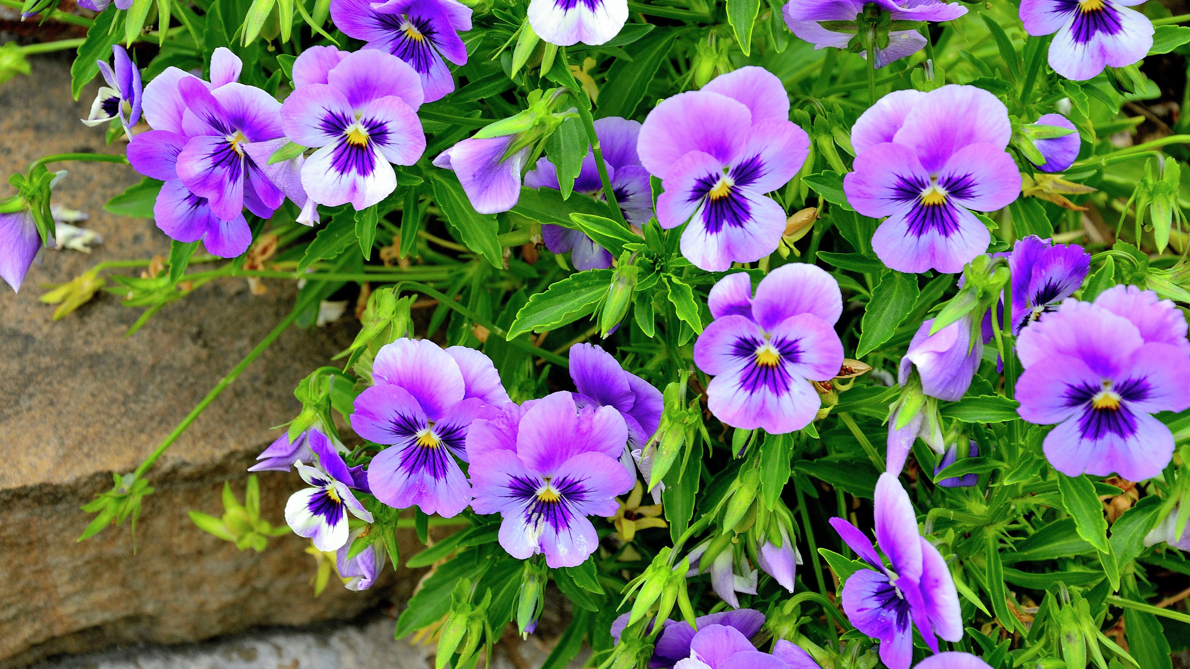 How To Plant And Grow Pansies - Bunnings Australia