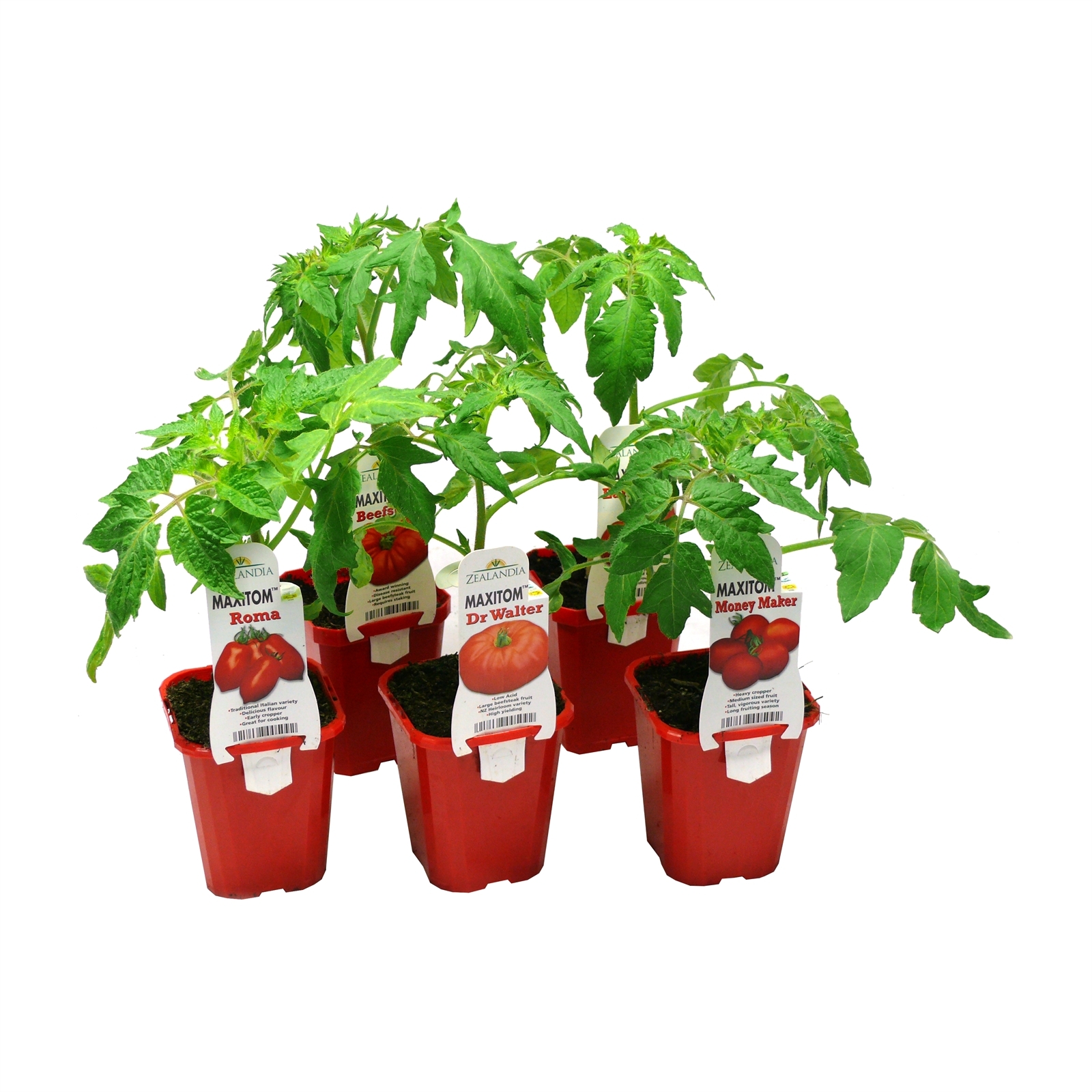 Grafted Tomatoes Bunnings New Zealand