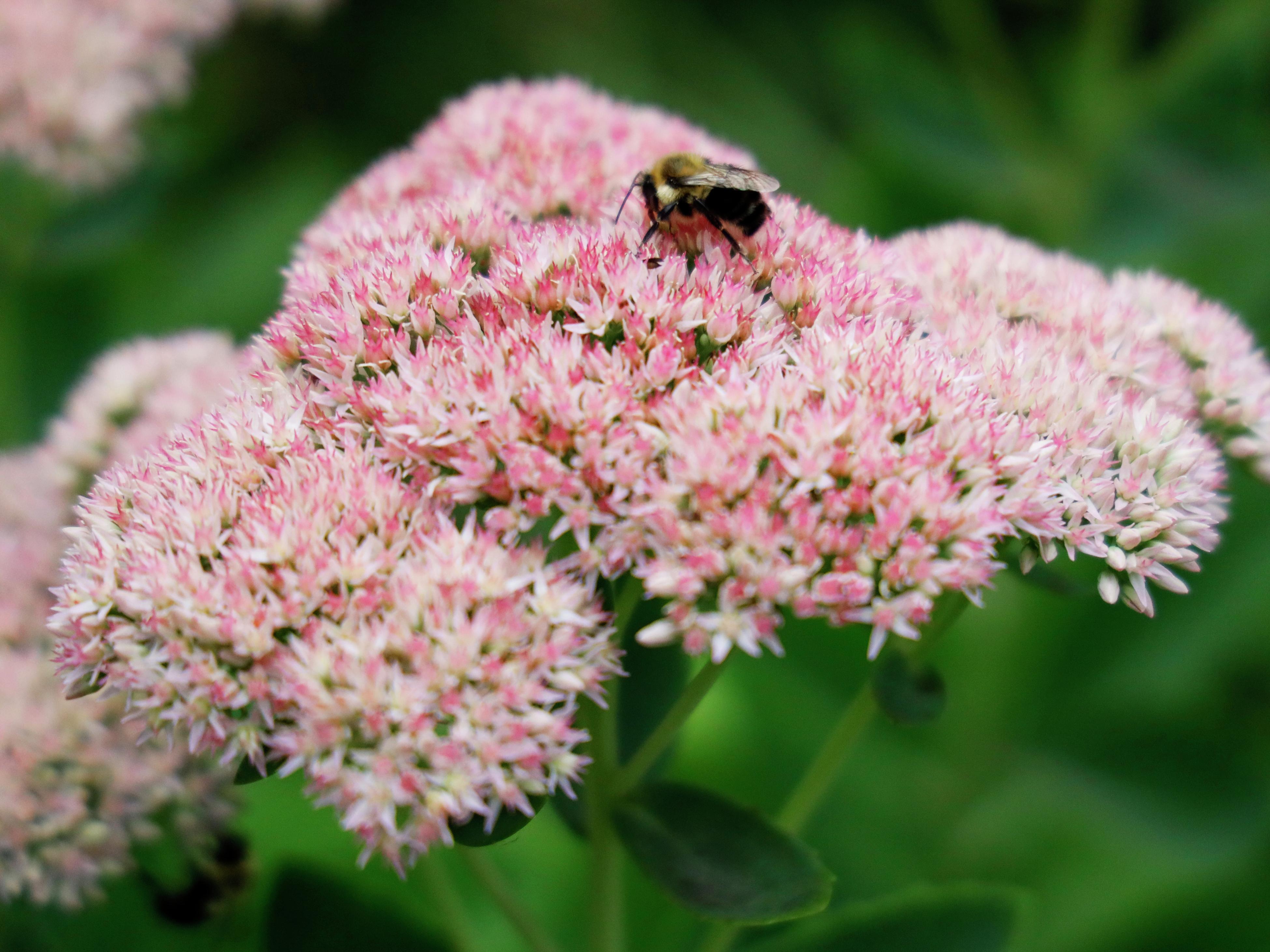 How To Grow And Propagate Sedum - Bunnings Australia