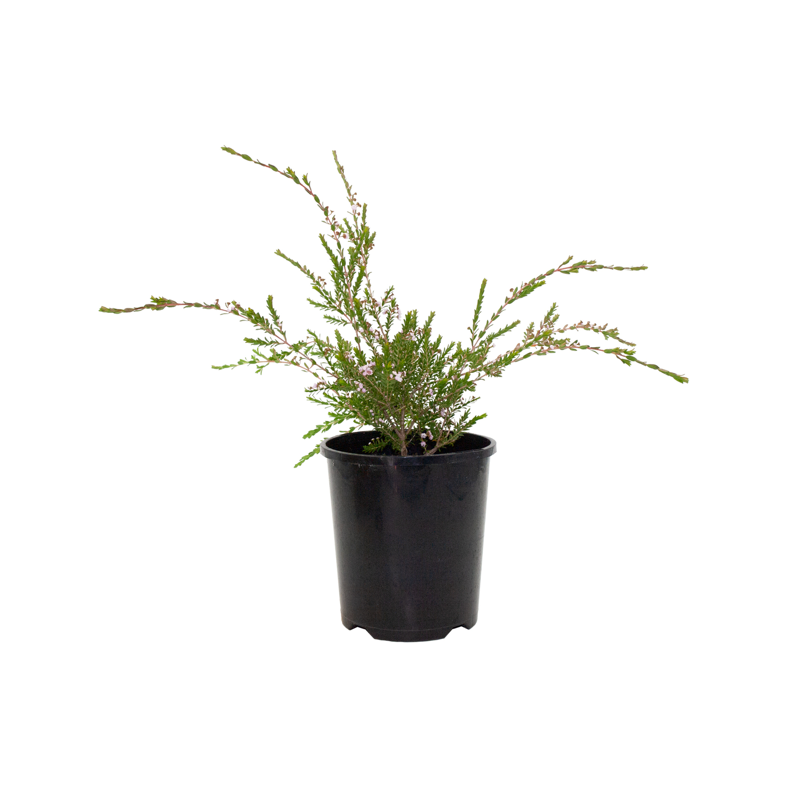 140mm Payne's Thryptomene - Thryptomene saxicola F.C Payne - Bunnings ...