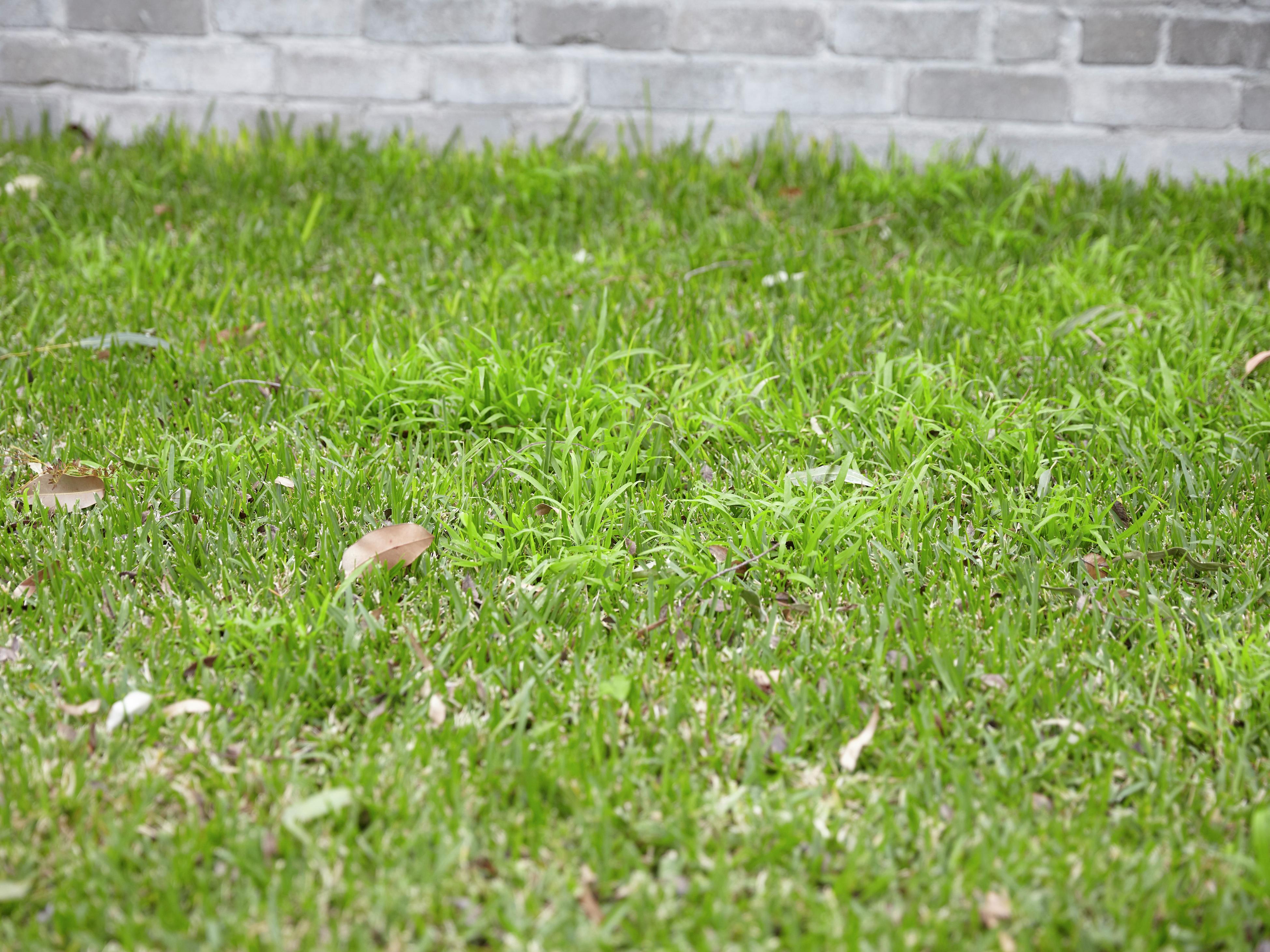 Grass deals aerator bunnings