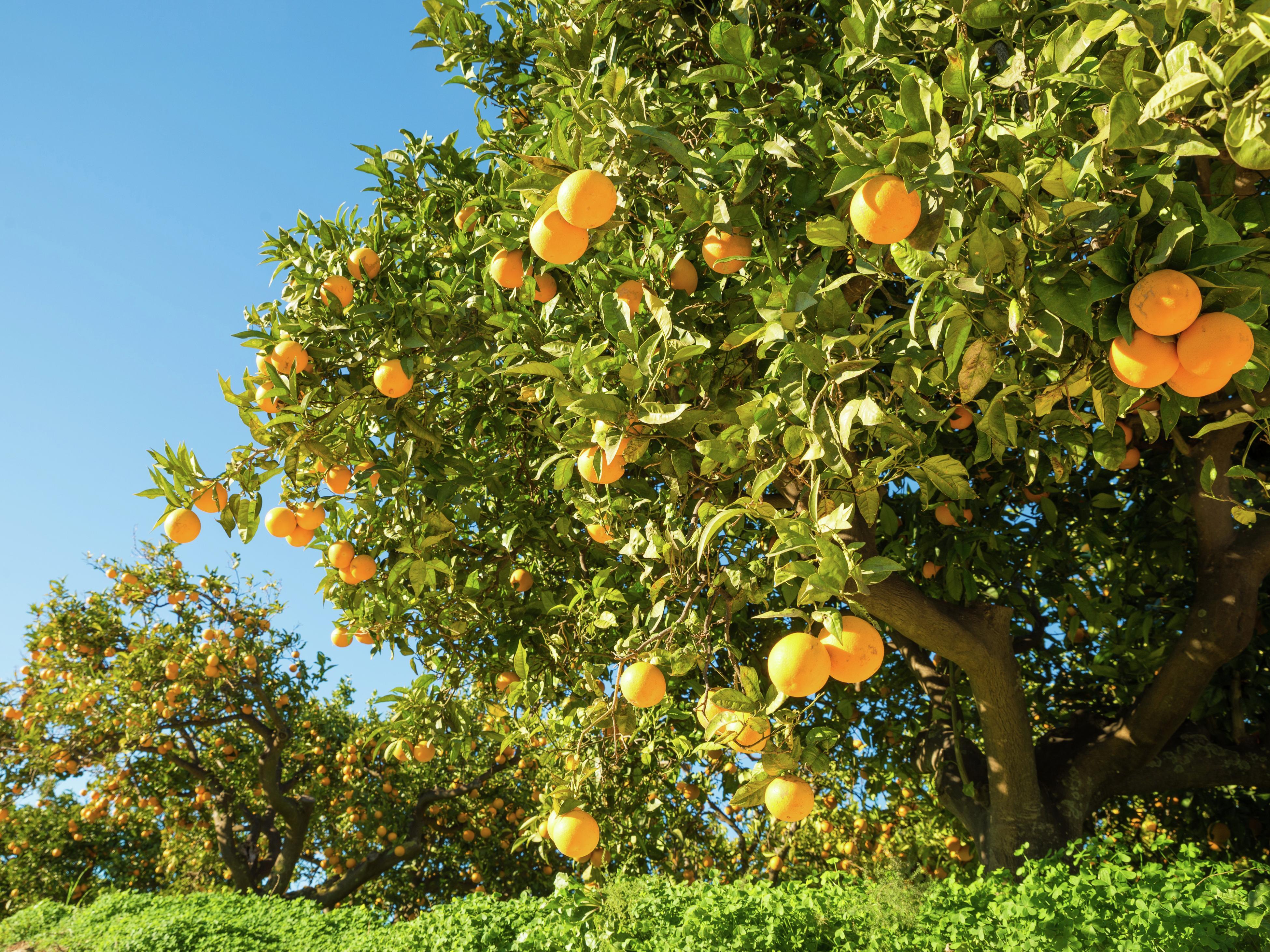 oranges growing