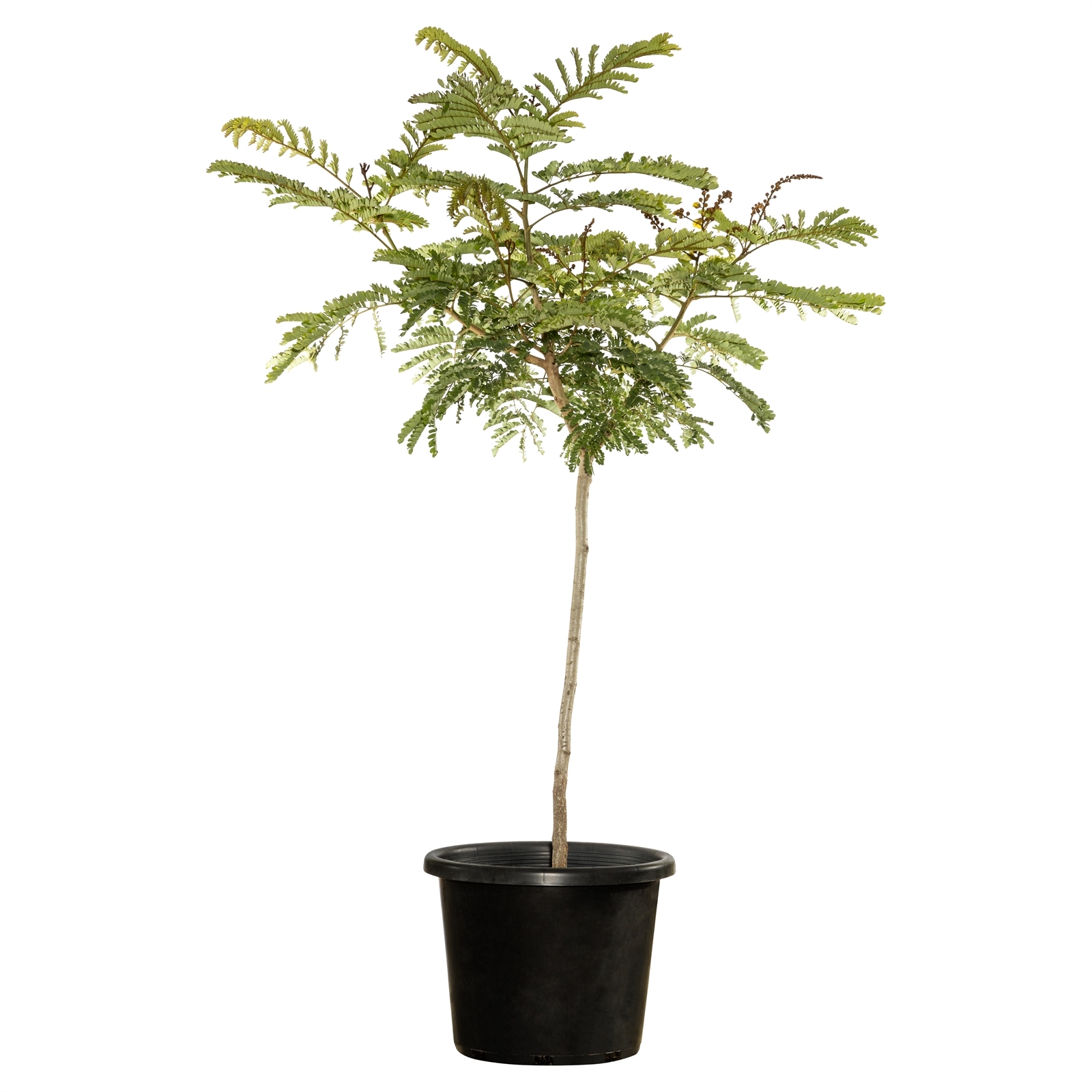 200L Yellow Poinciana - Peltophorum pterocarpum - Bunnings Australia