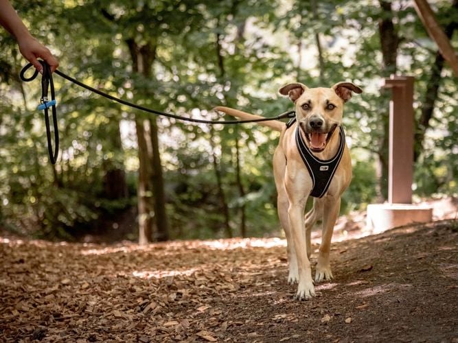 Dog being walked out in the forest with lead 