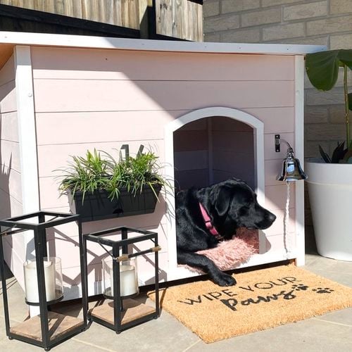 Lovely
  puppy palace - Chalked Ultra Matt Paint Blush Pink.
