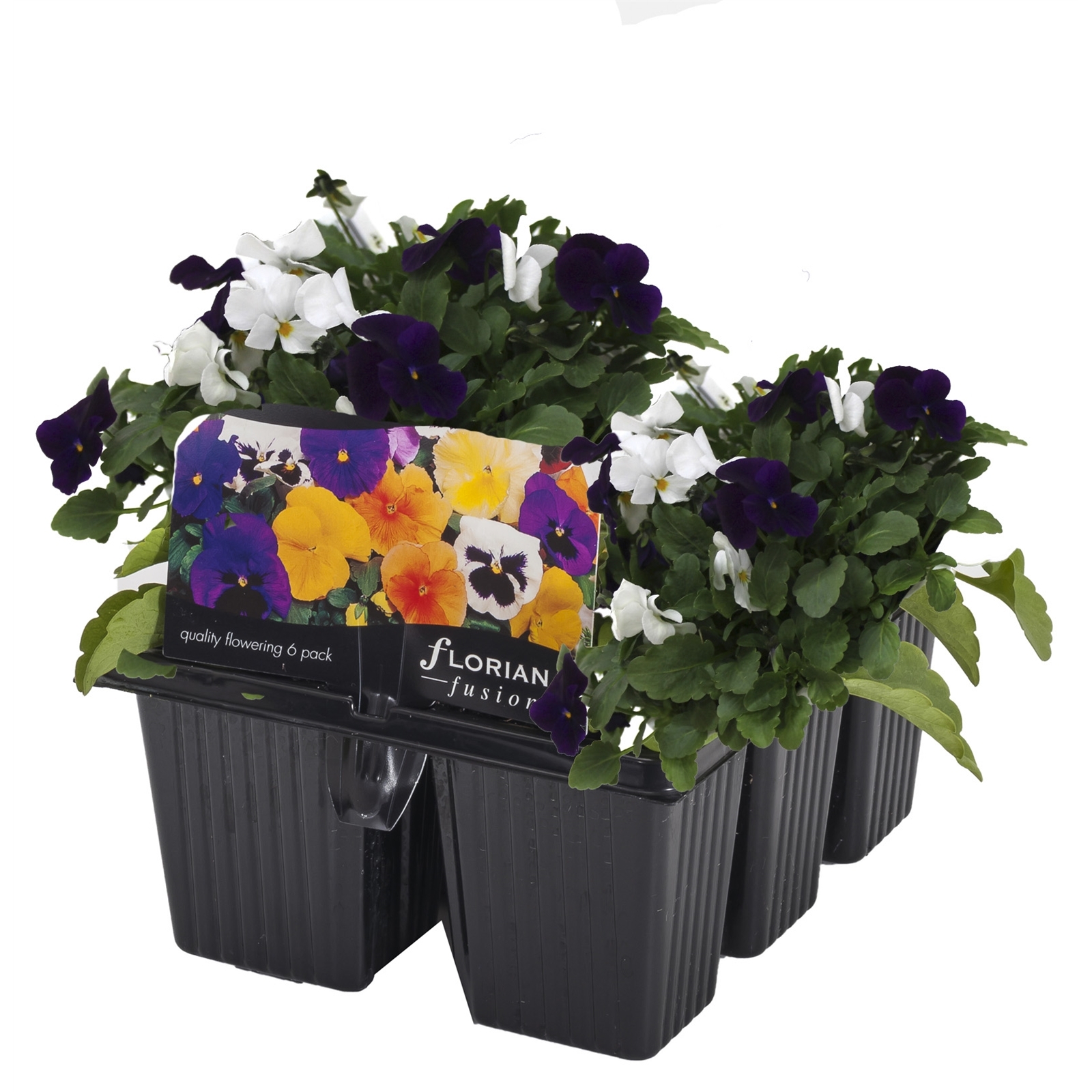 6 Cell Fusion Flowers Viola Blackberry Cream Viola cornuta Bunnings Australia