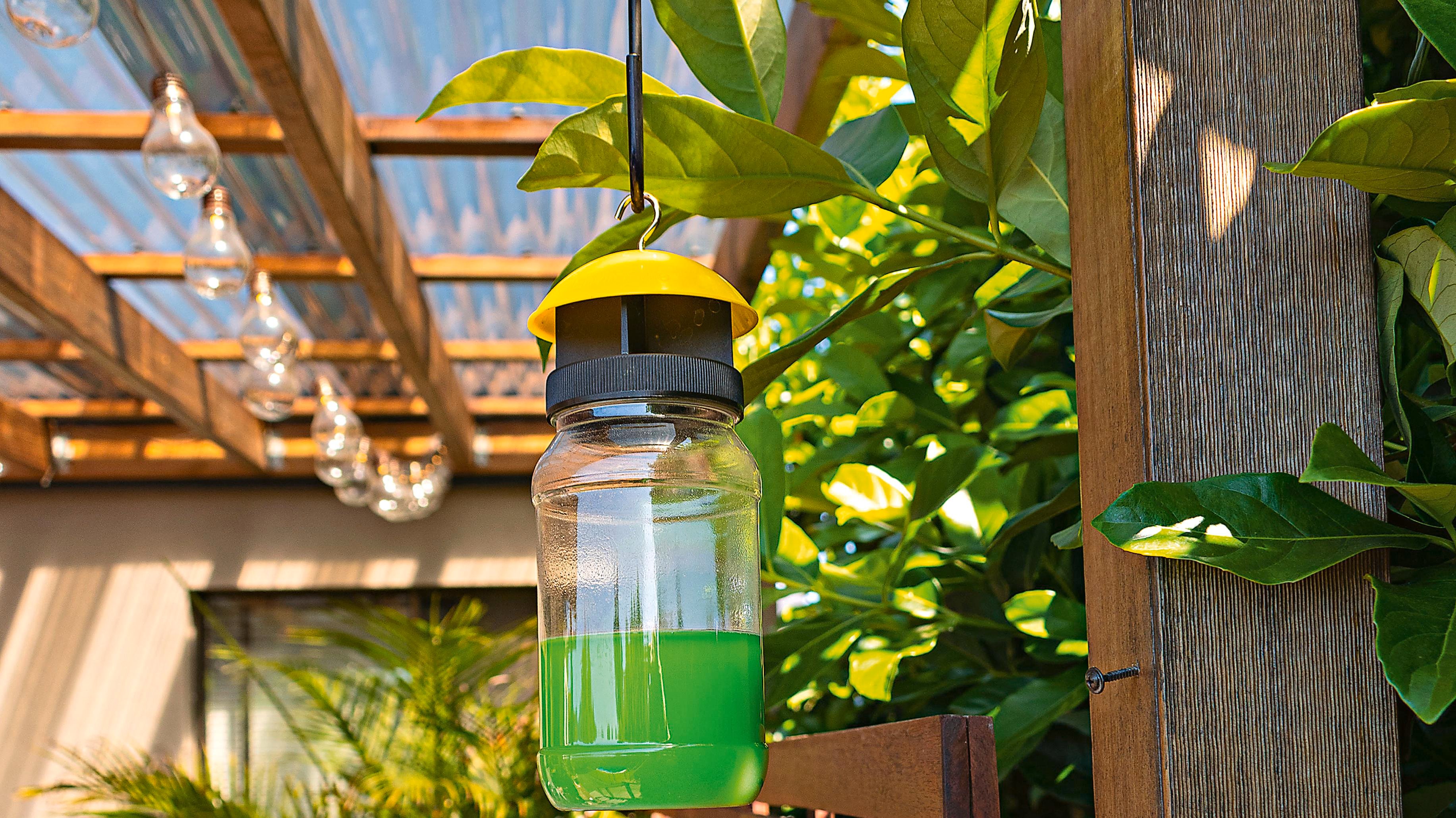 Fly traps deals bunnings