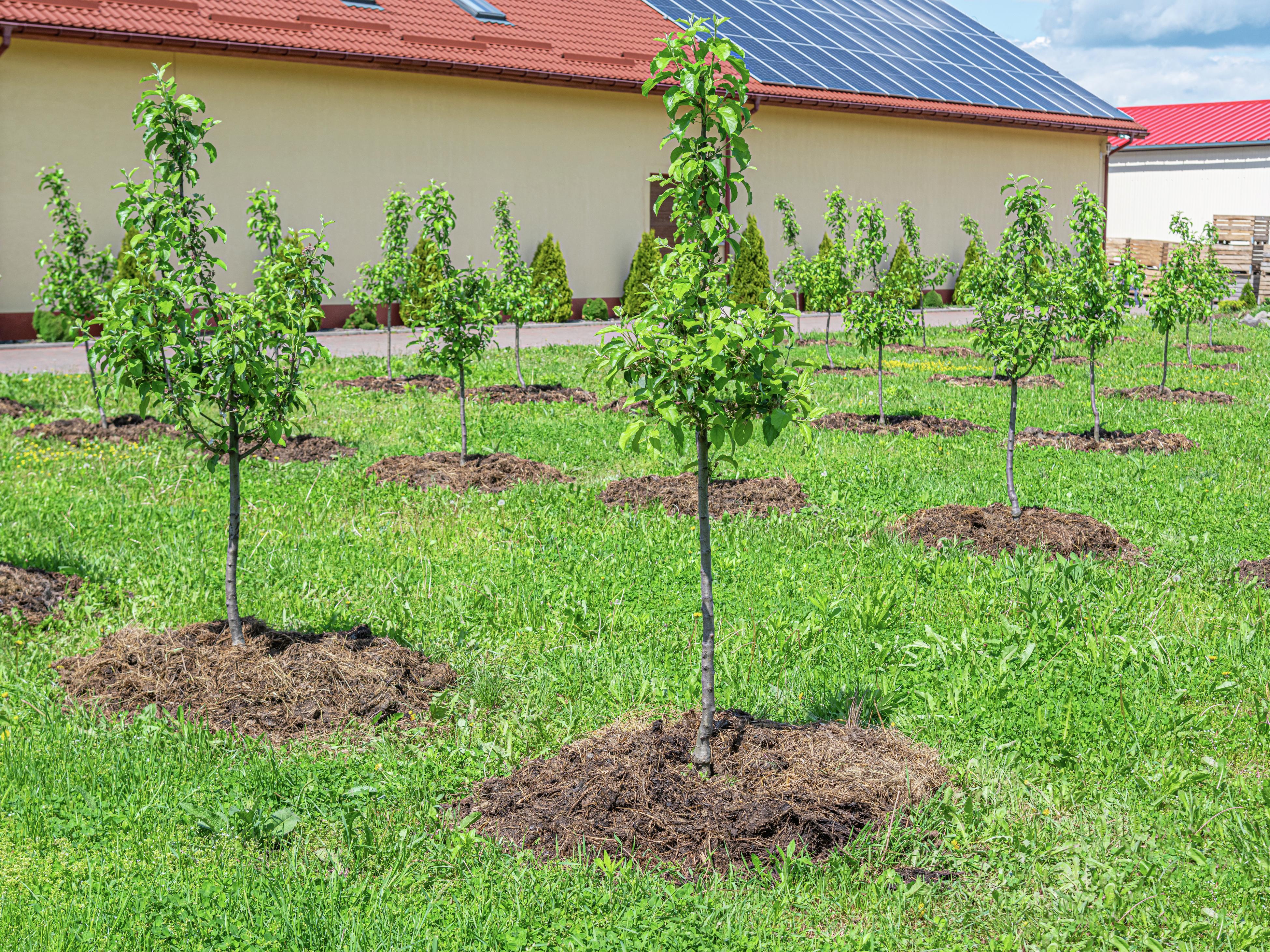 How to Grow Apple & Almond Trees in Half the Time using Air Pots