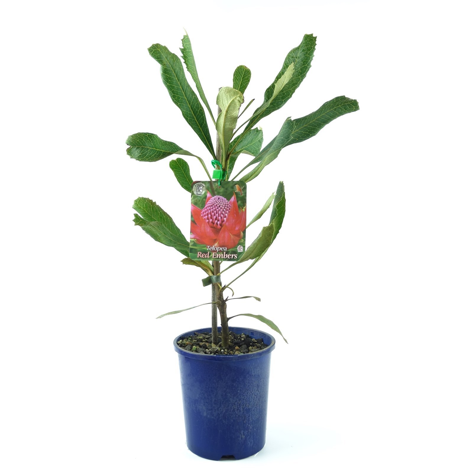 150mm Waratah Red Embers Telopea Speciosissima Bunnings New Zealand