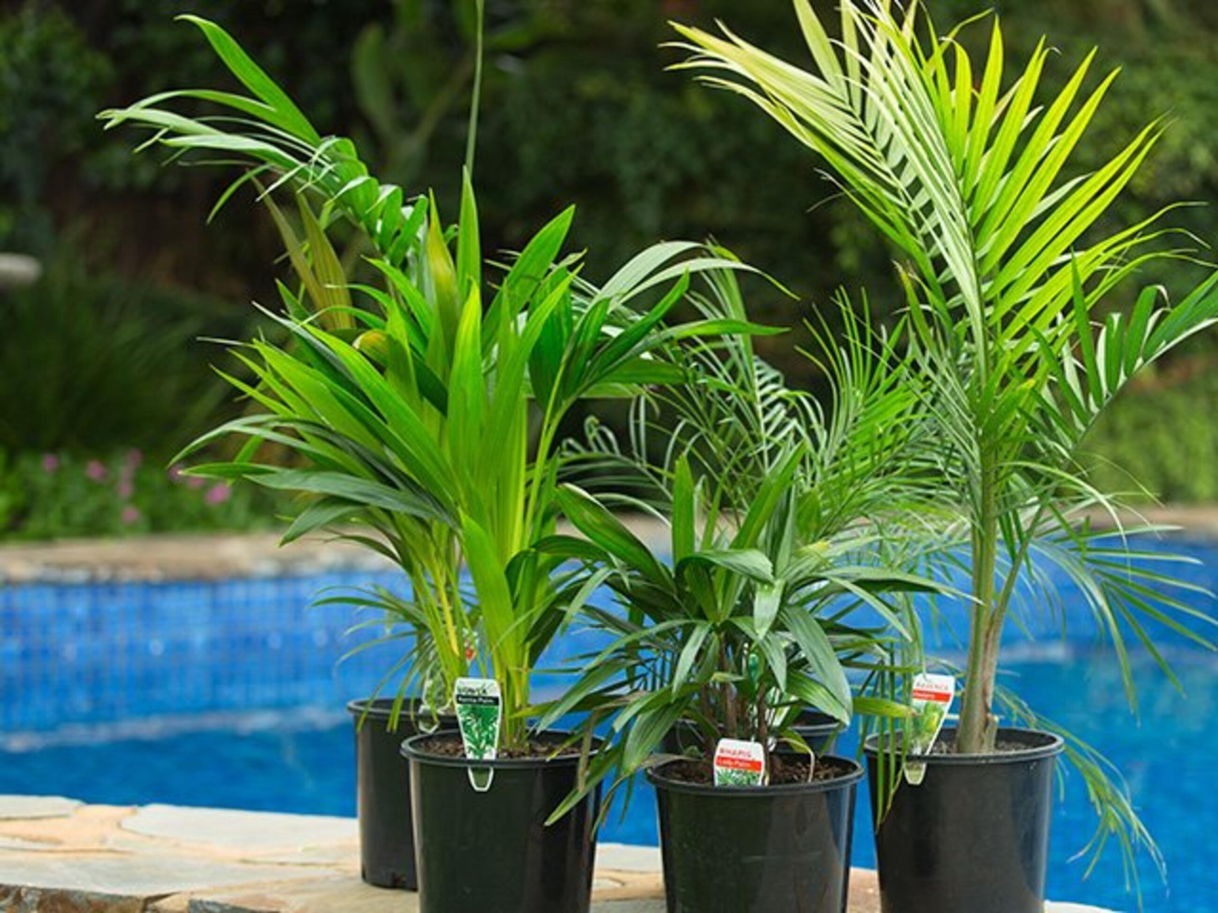 How to Grow And Care For Palm Trees - Bunnings Australia