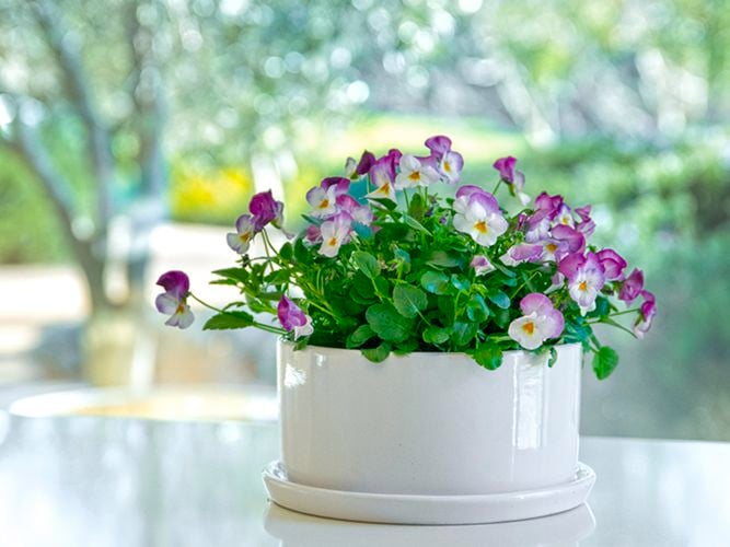 Flowers in a White Succulent Pot