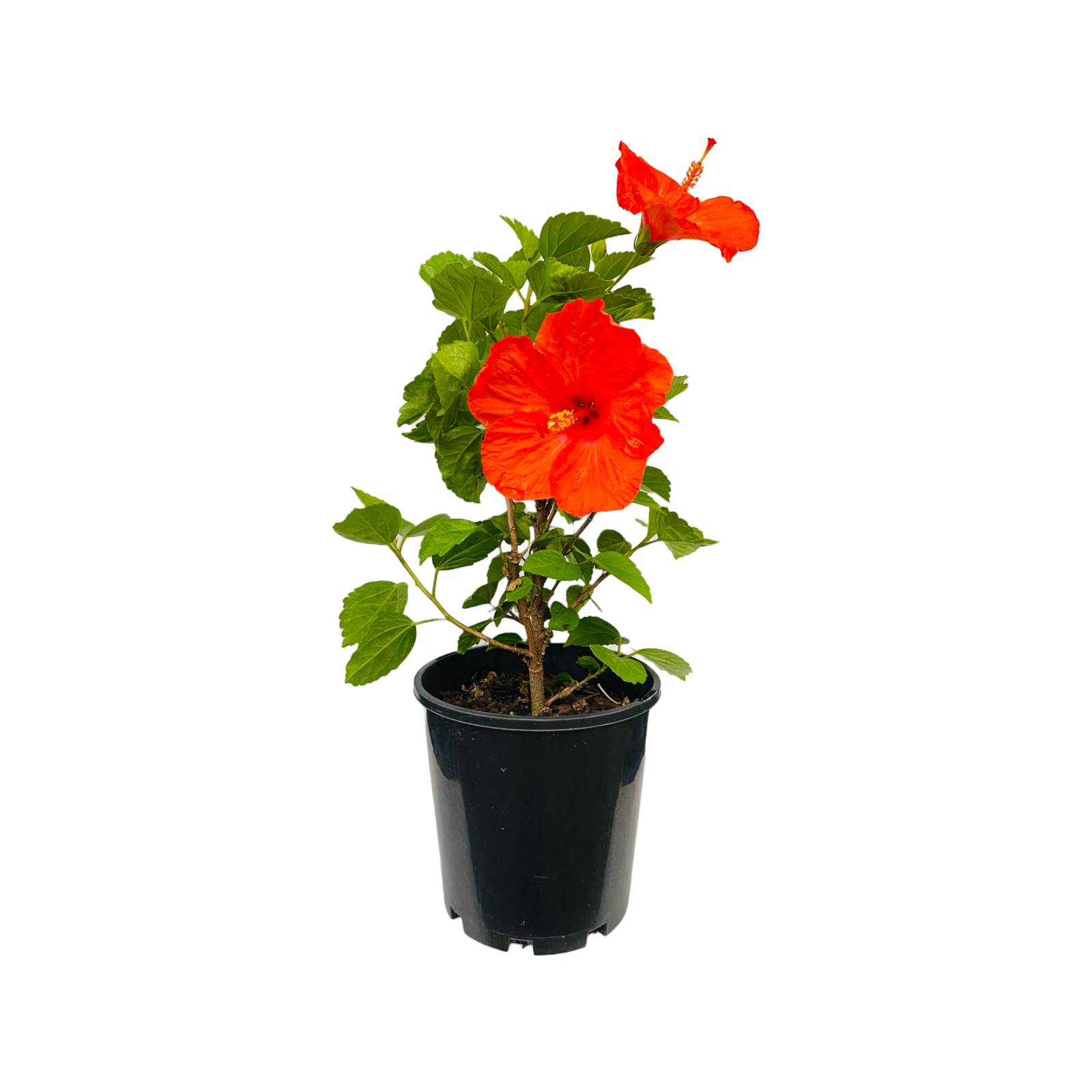 180mm Hibiscus Hibiscus sinensis Bunnings Australia