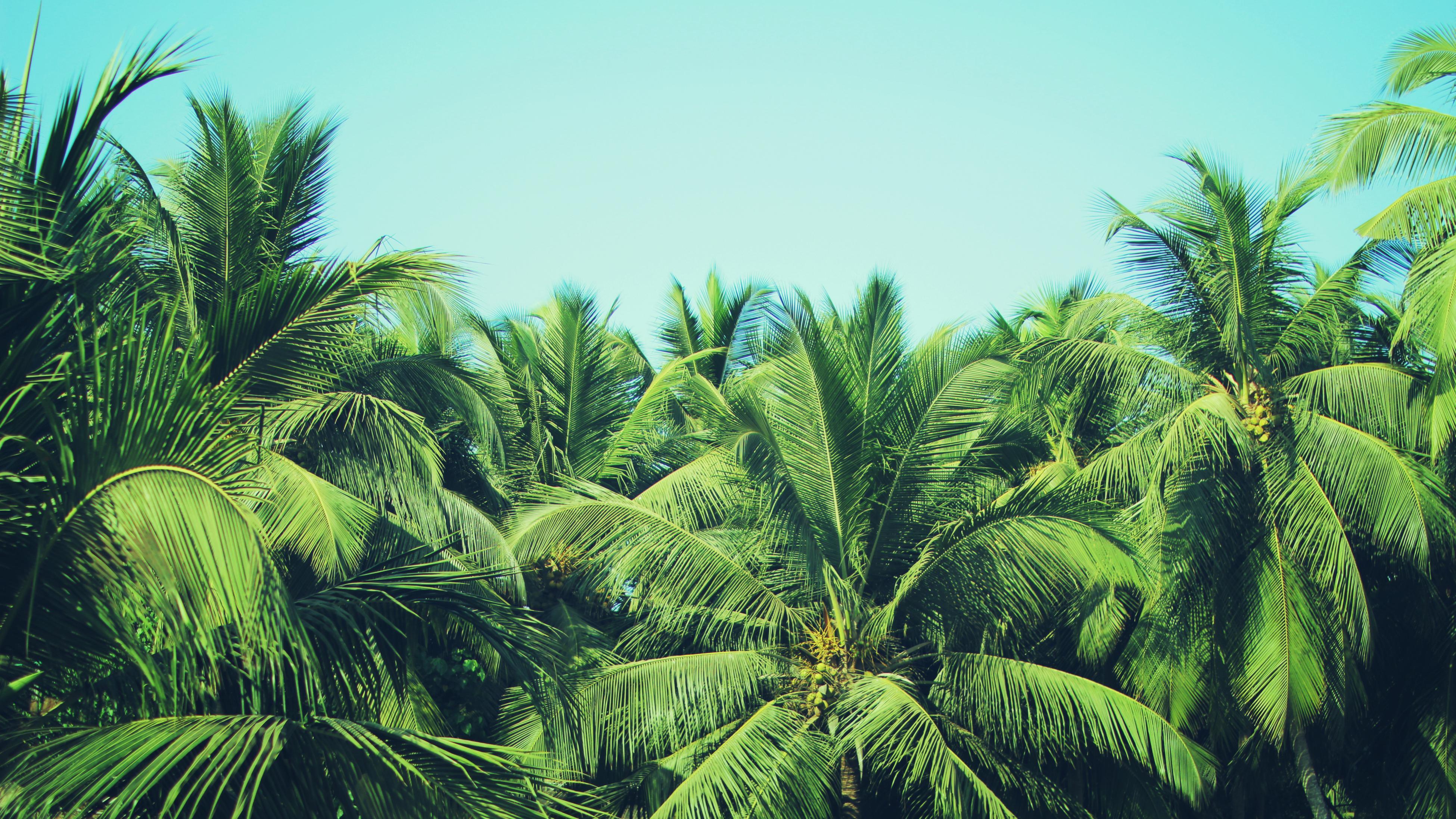 How to Grow And Care For Palm Trees - Bunnings New Zealand