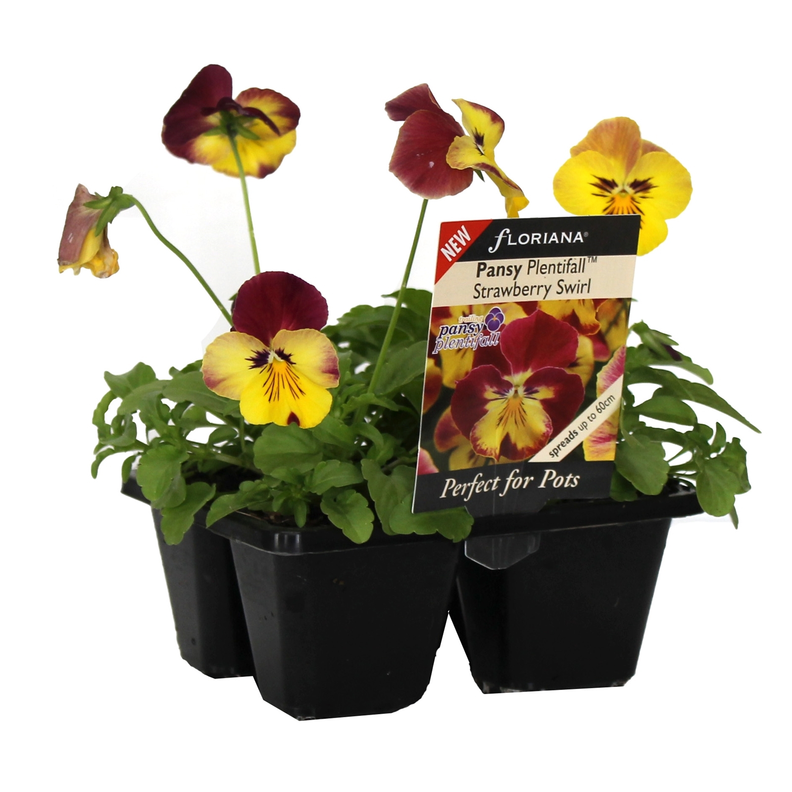4 Cell Pansy Strawberry Swirl Viola wittrockiana Perfect 4 Pots Range Bunnings Australia