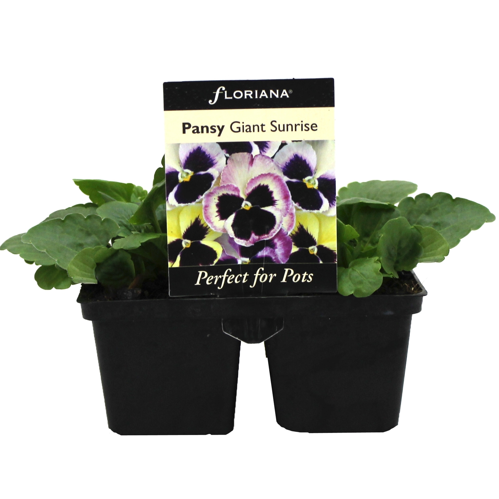 4 Cell Pansy Giant Sunrise Viola x wittrockiana Bunnings Australia