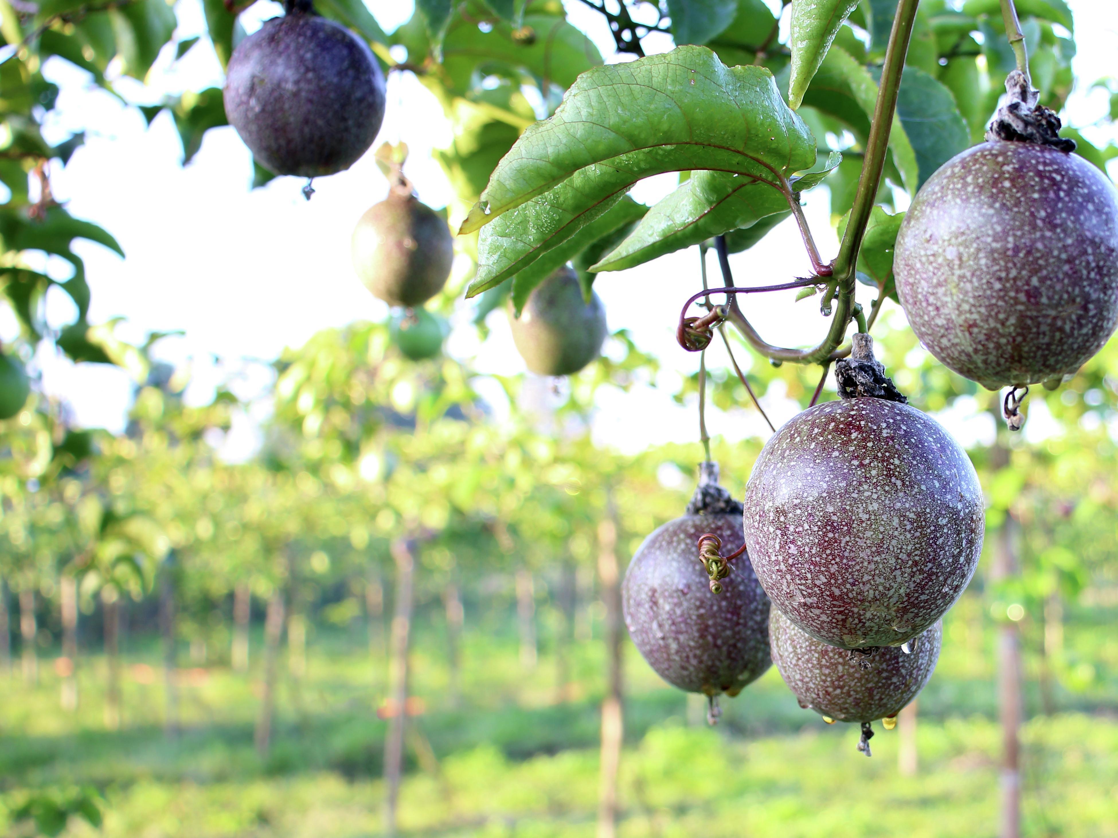 How To Grow And Care For Passion Fruit - Bunnings Australia