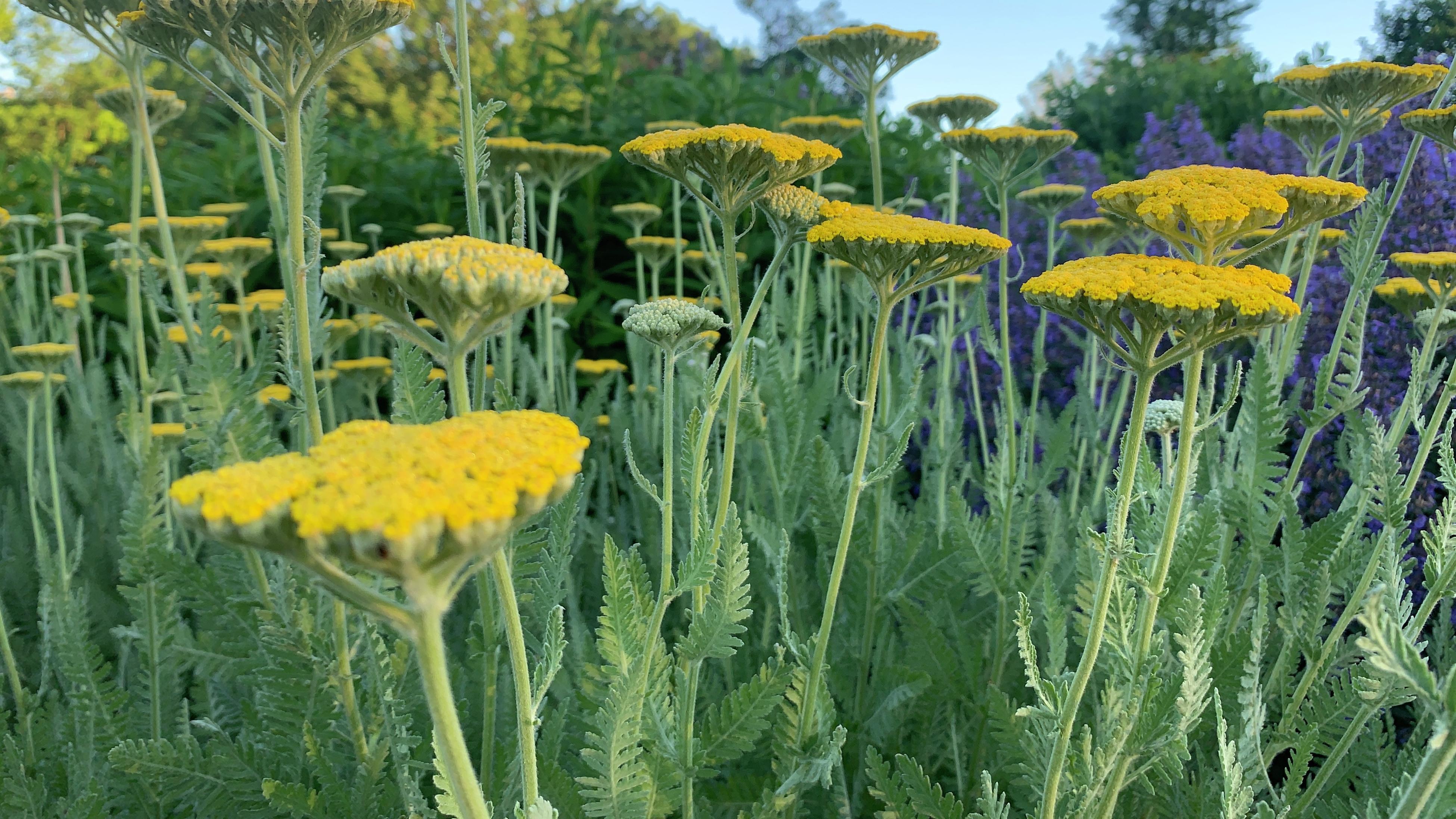 Planting Yarrow Made Easy: Tips and Tricks for Garden Success