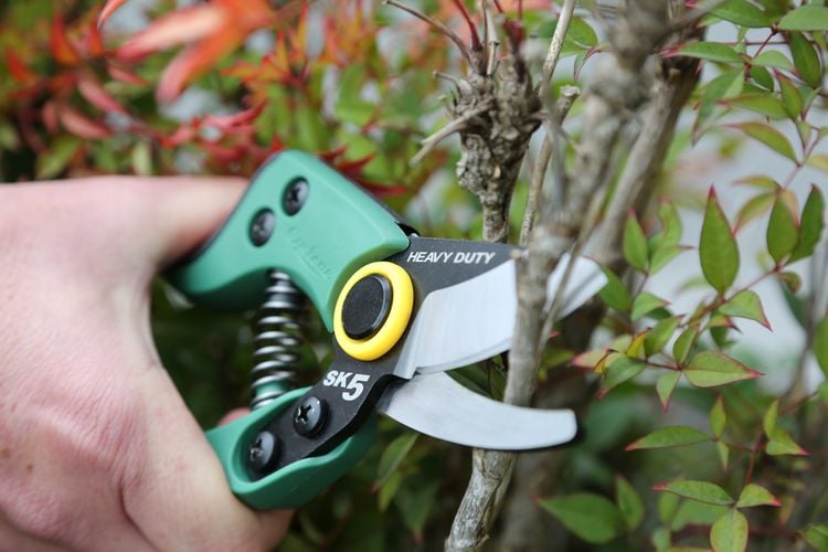 Person trimming bush with small secateurs