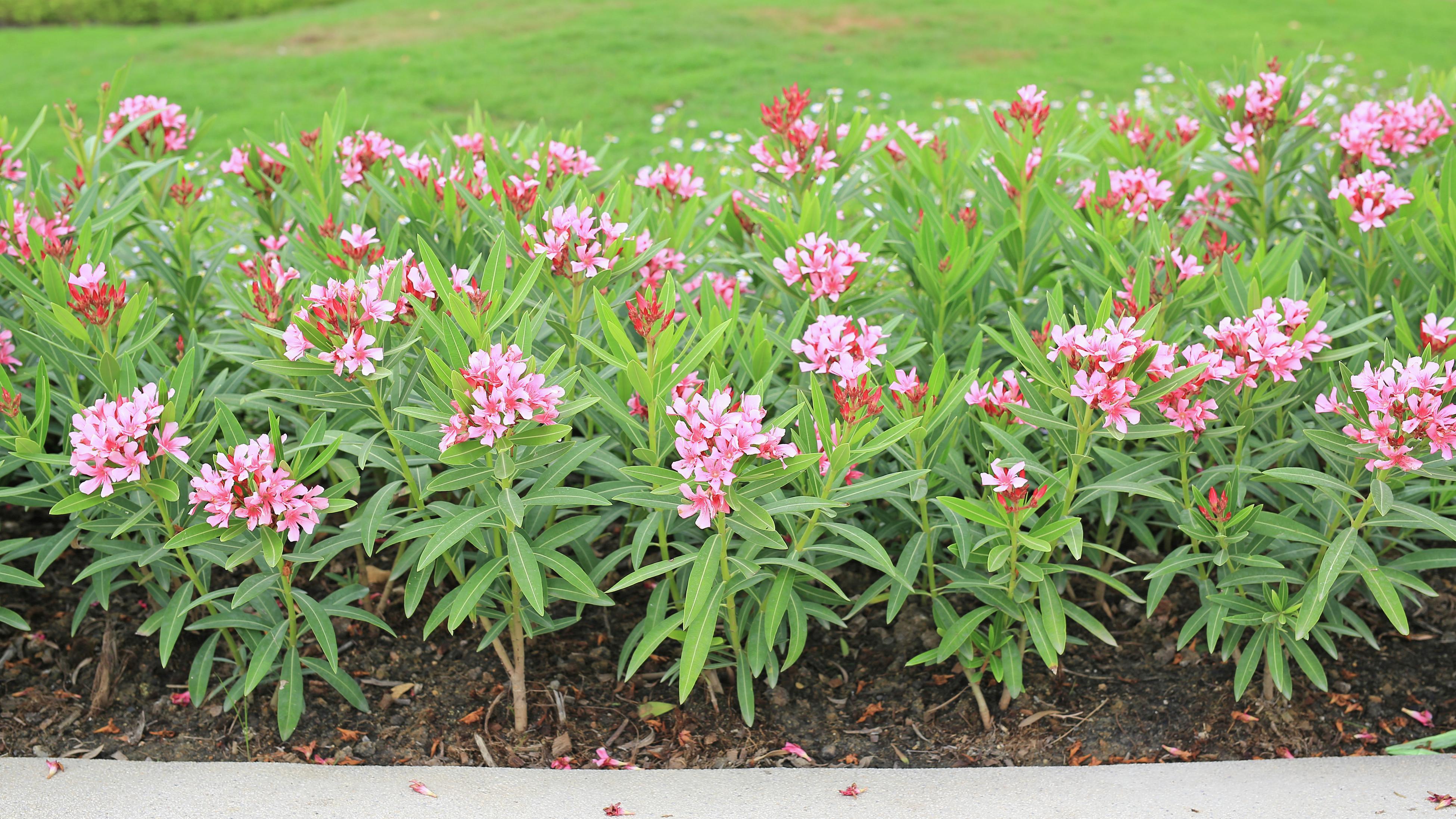 How To Grow, Prune And Care For Oleander Bunnings New Zealand