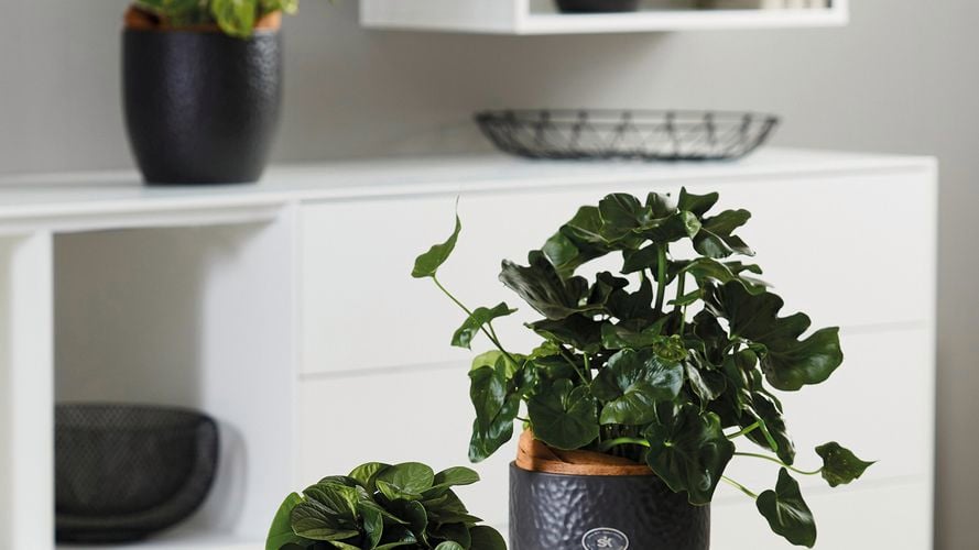 SK Anthracite Boston Ceramic Pot 0193155