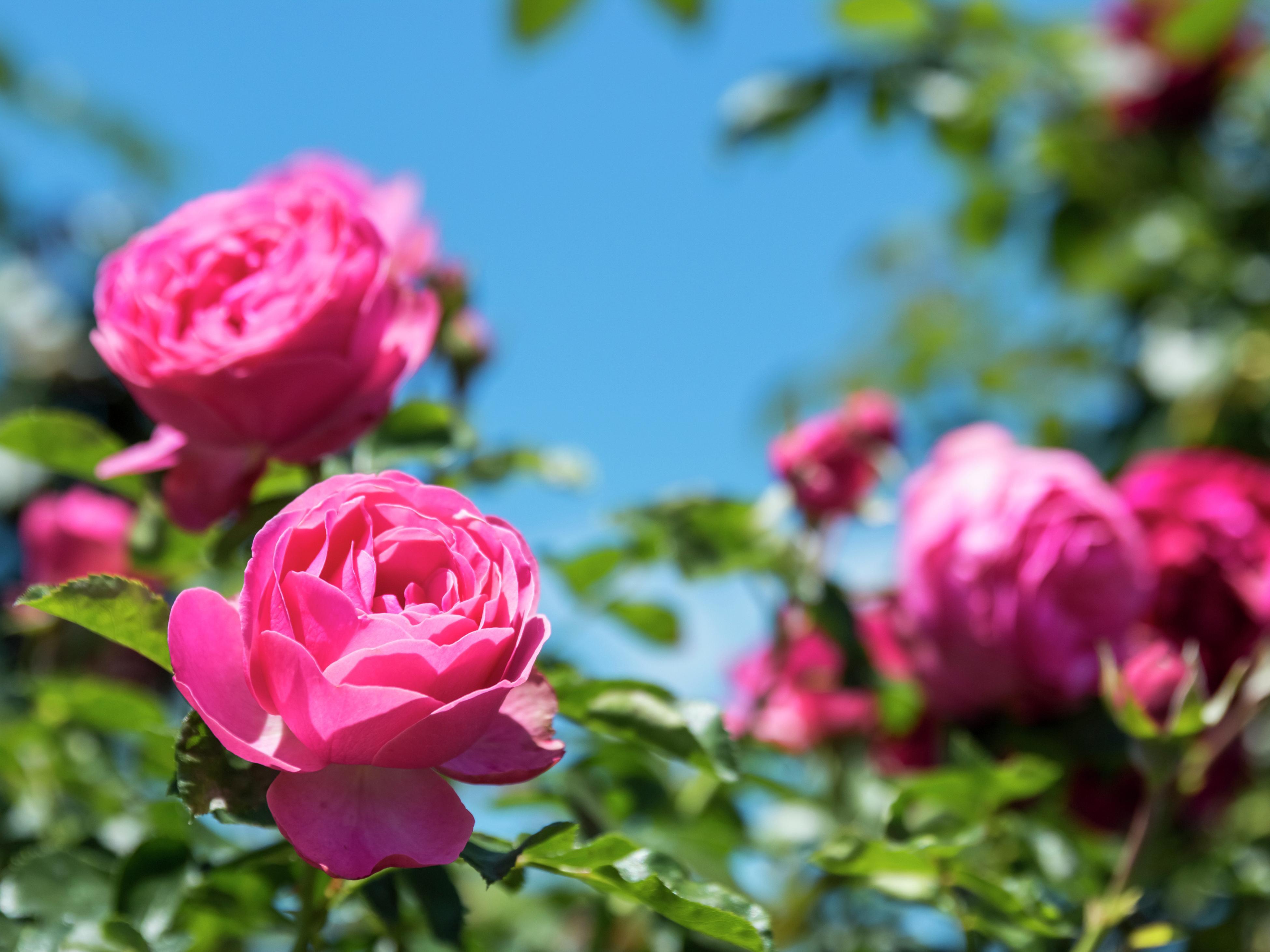 How to Grow a Desert Rose - Bunnings New Zealand