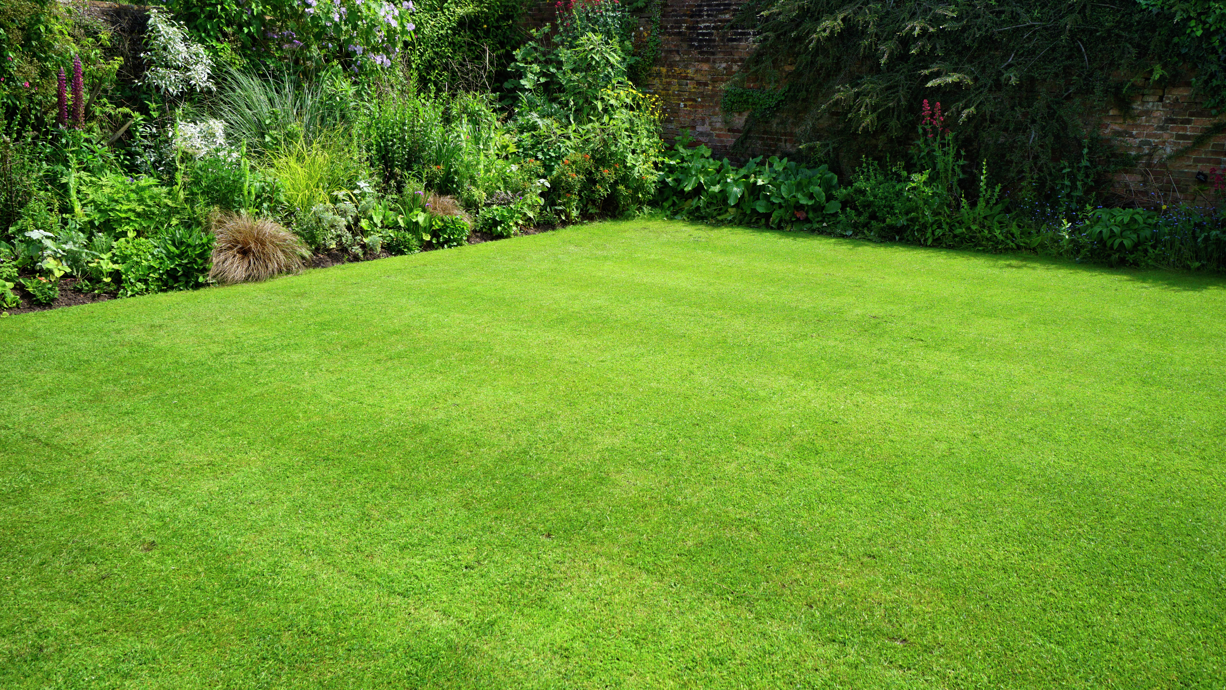 Lawn and clearance grass