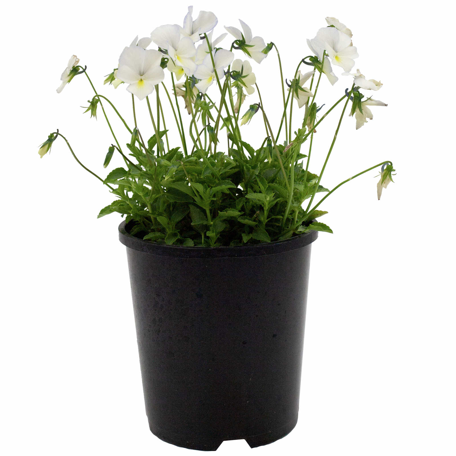 140mm Viola Violet Viola Bonnie Lass Sarah Bunnings Australia