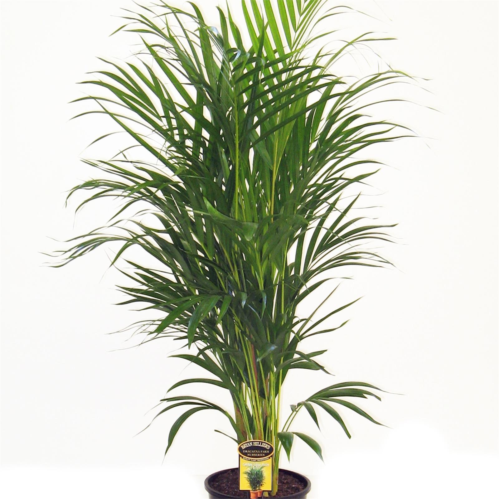 200mm Golden Cane Palm - Dypsis lutescens - Bunnings Australia