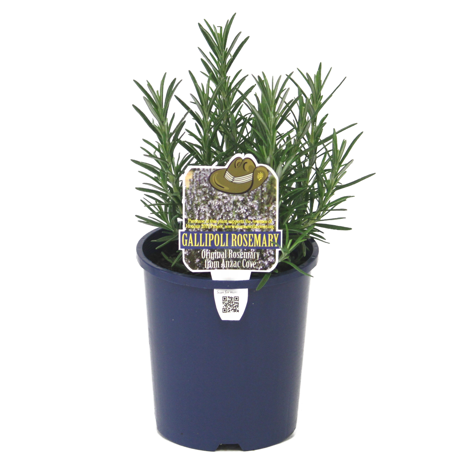140mm Gallipoli Rosemary Rosmarinus officinalis Bunnings Australia