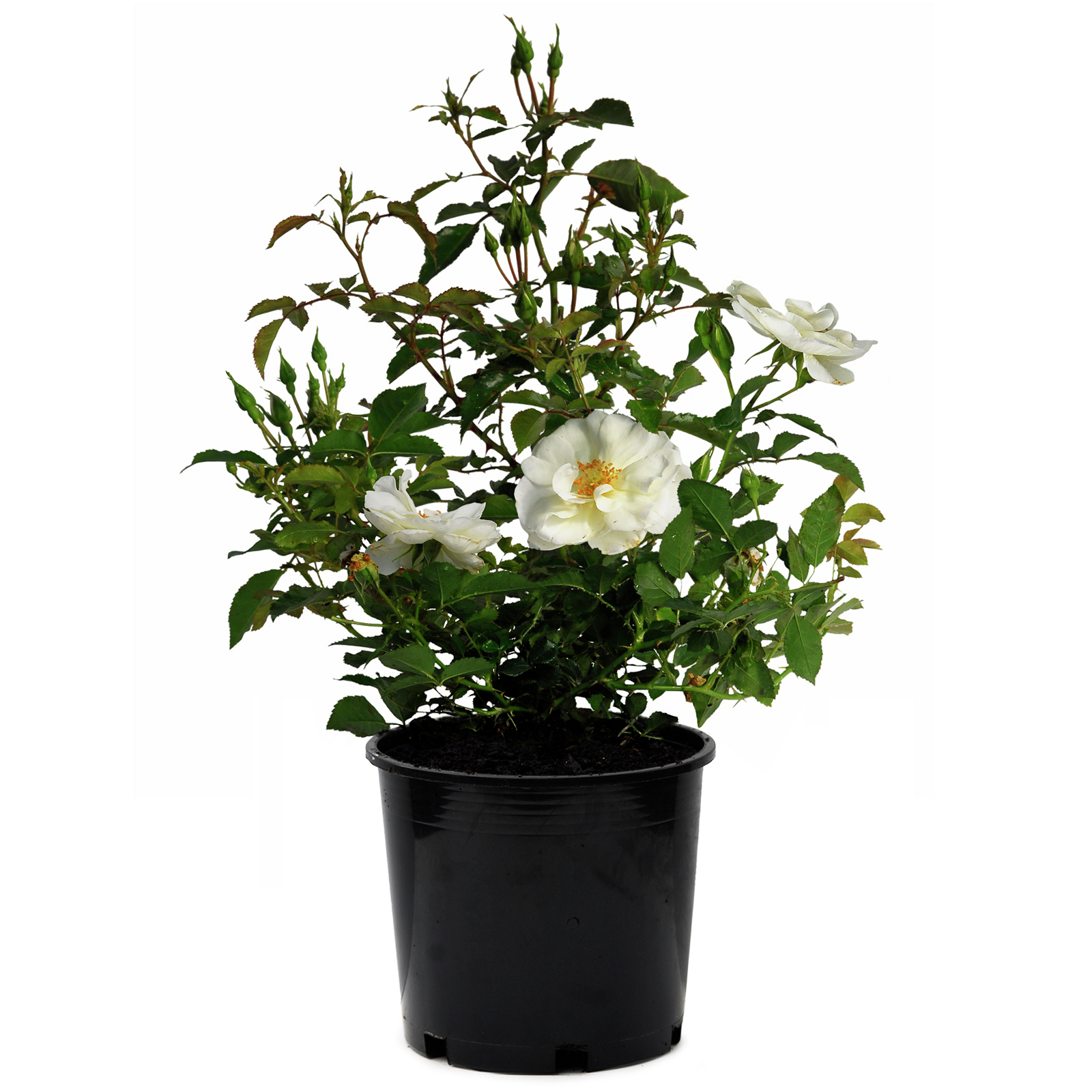 6L White Carpet Rose - Bunnings New Zealand