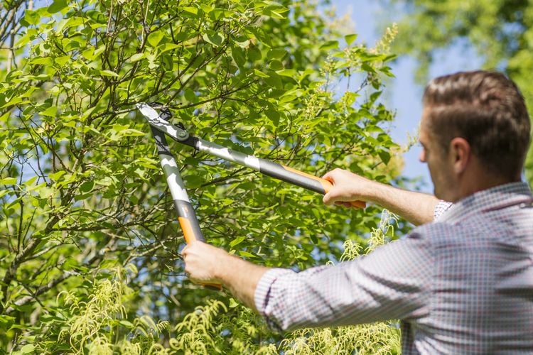 Person trimming tree limbs with pruner
