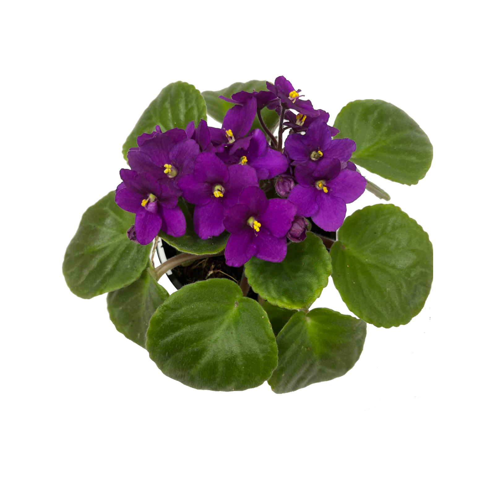 100mm African Violet - Saintpaulia ionantha - Bunnings Australia