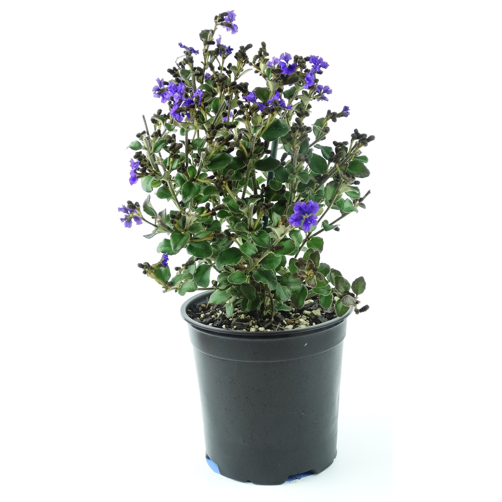 250mm Dampiera - Dampiera purpurea - Bunnings New Zealand