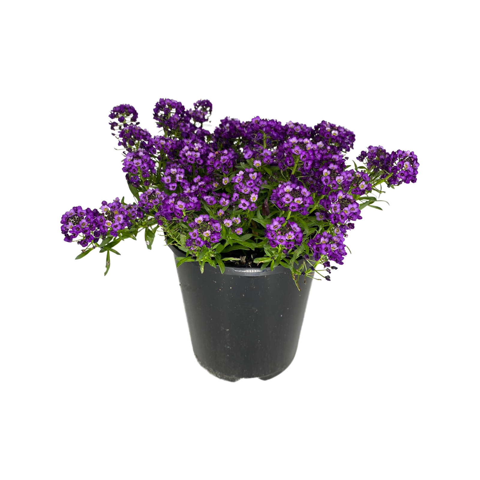 140mm Perennial Sweet Alyssum - Lobularia hybrida - Bunnings Australia