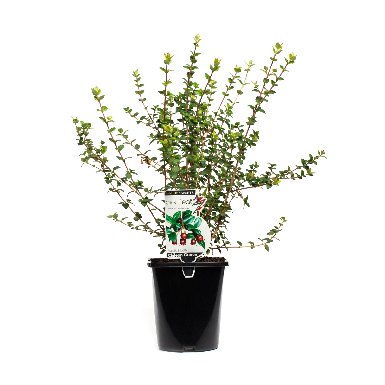 2L Chilean Guava - Chilean myrtus Ugni - Bunnings Australia