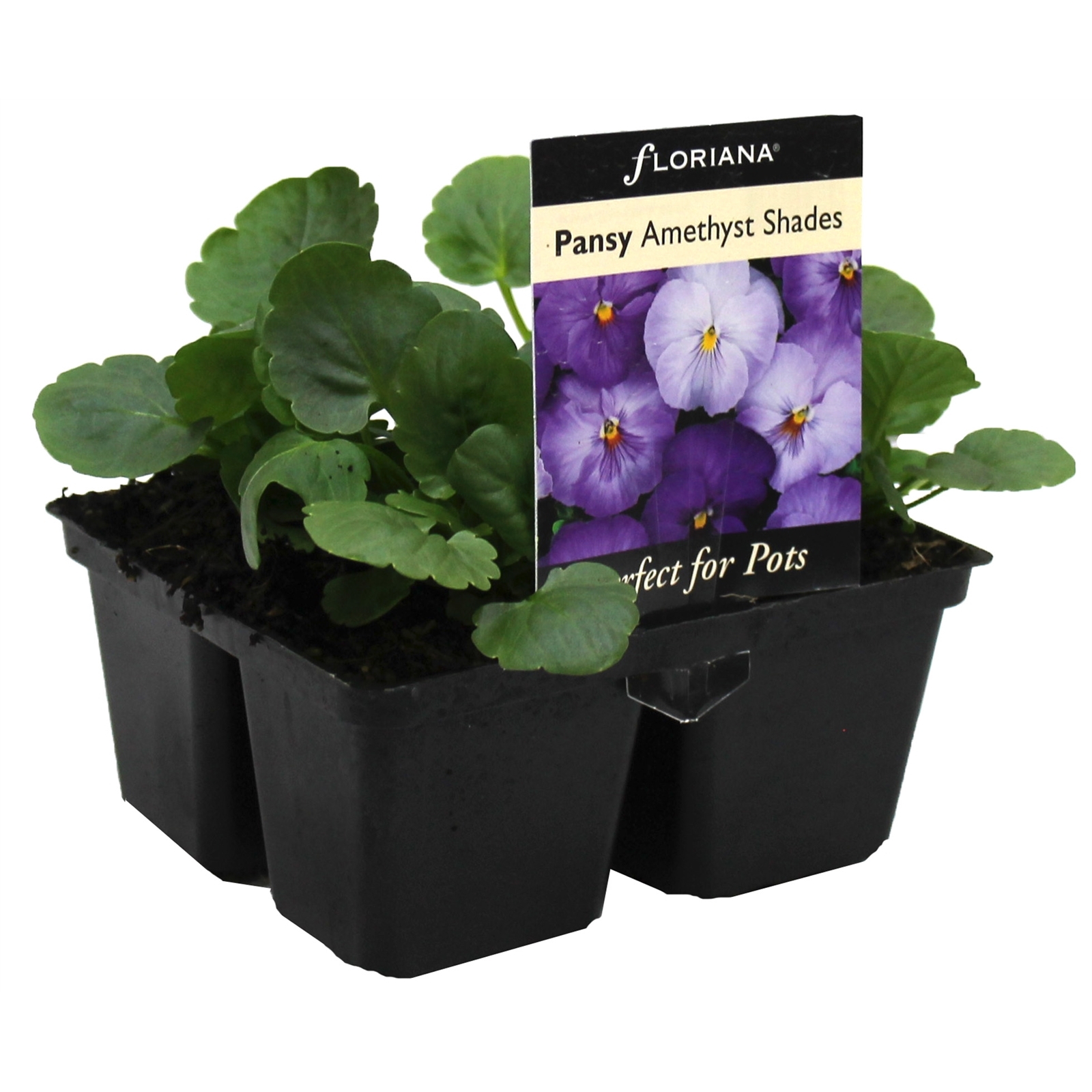 4 Cell Pansy Amethyst Shades Viola x wittrockiana Bunnings Australia