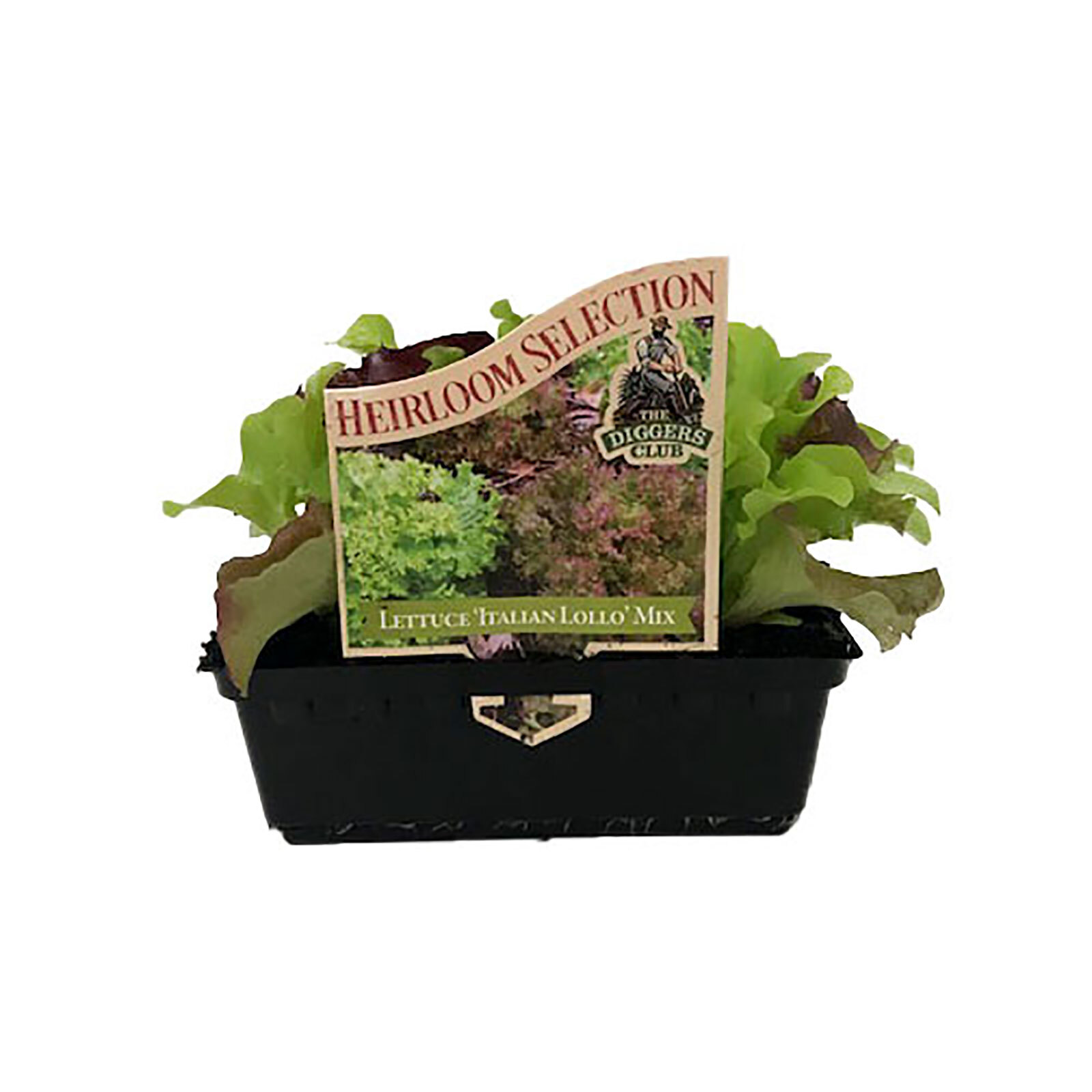 Lettuce 'Italian Lollo Mix' Lactuca sativa Bunnings Australia