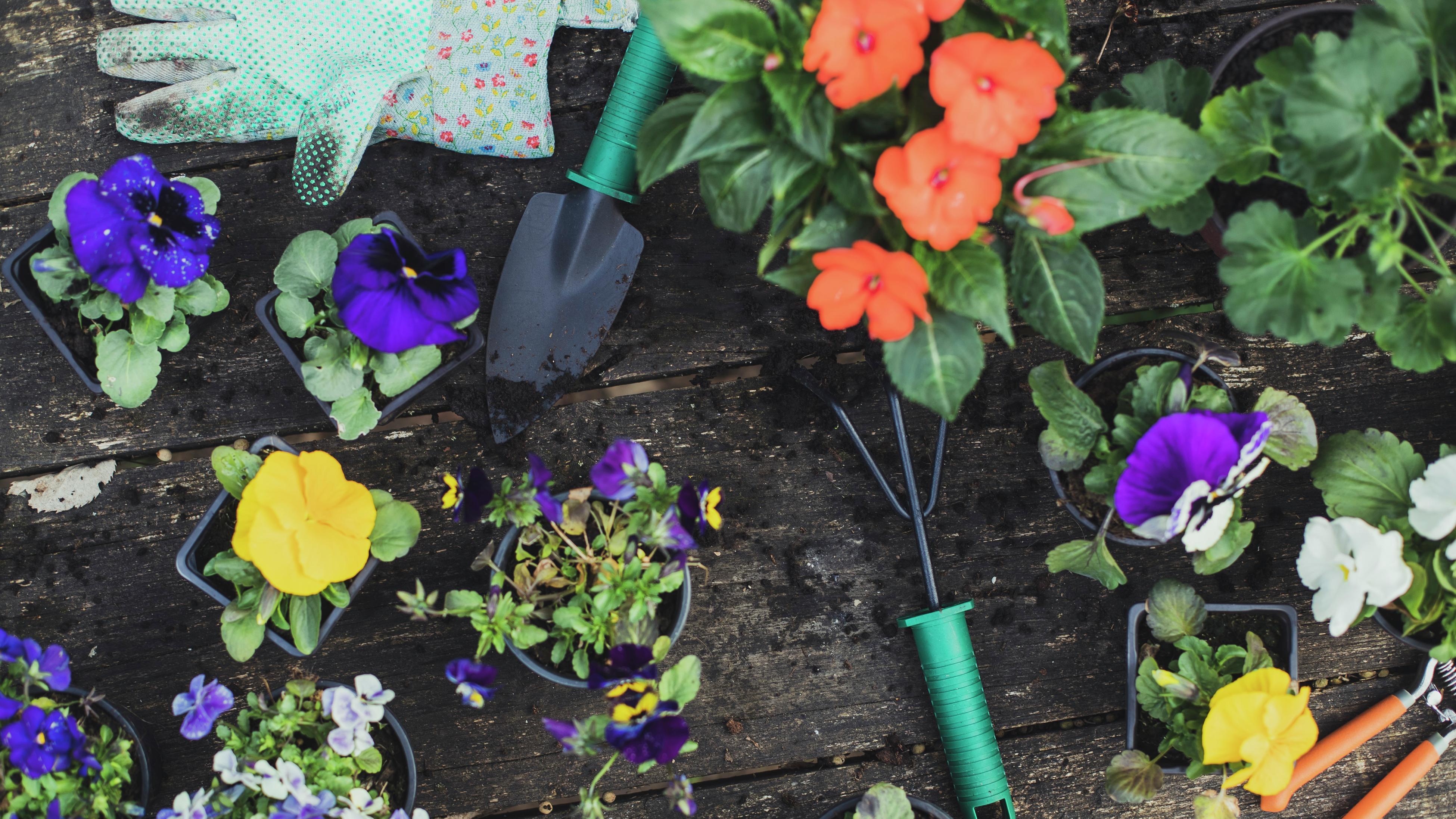 How To Start A Flower Garden: 13 Essential Steps - Bunnings New