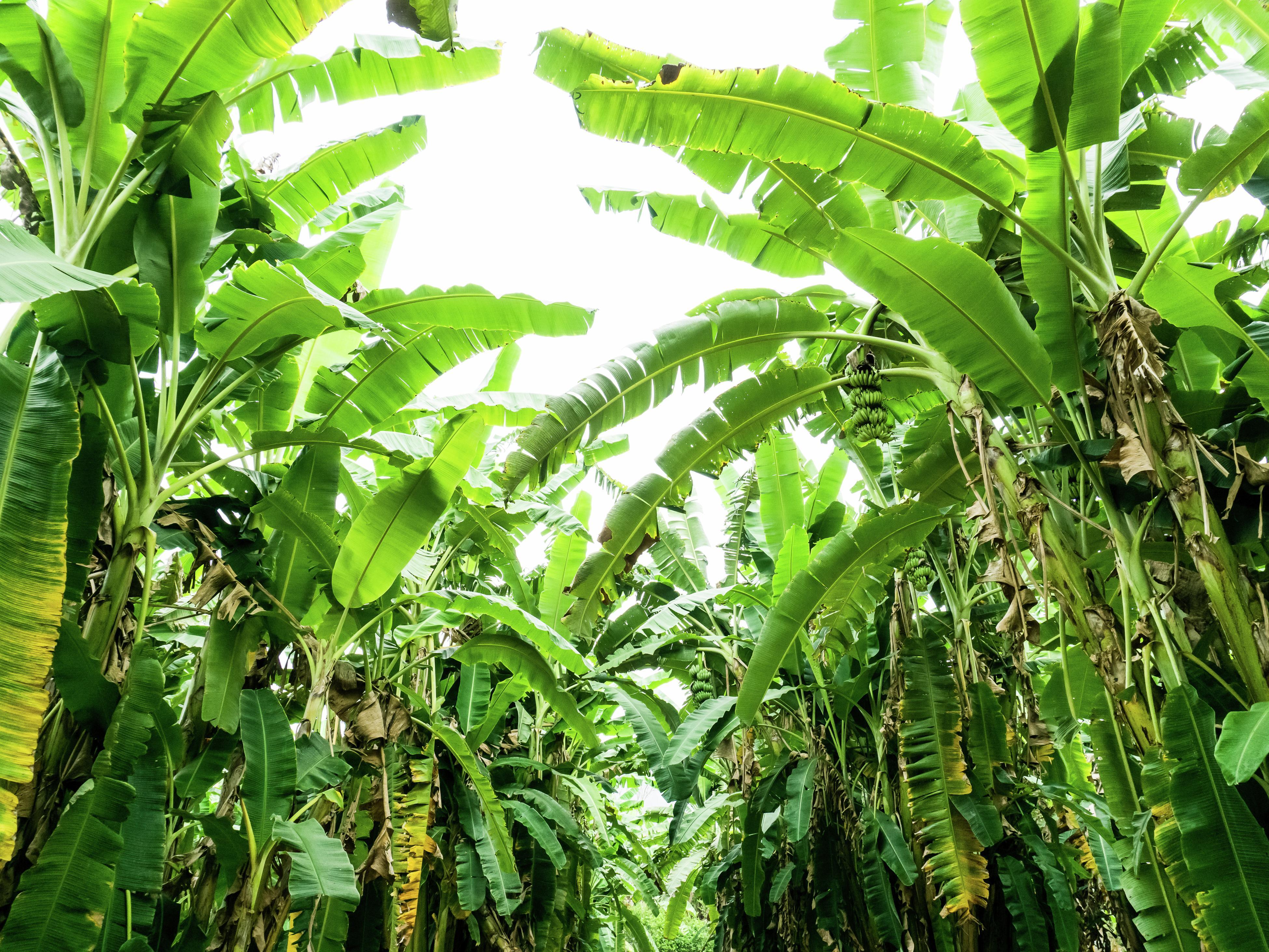 banana trees in the tropical rainforest