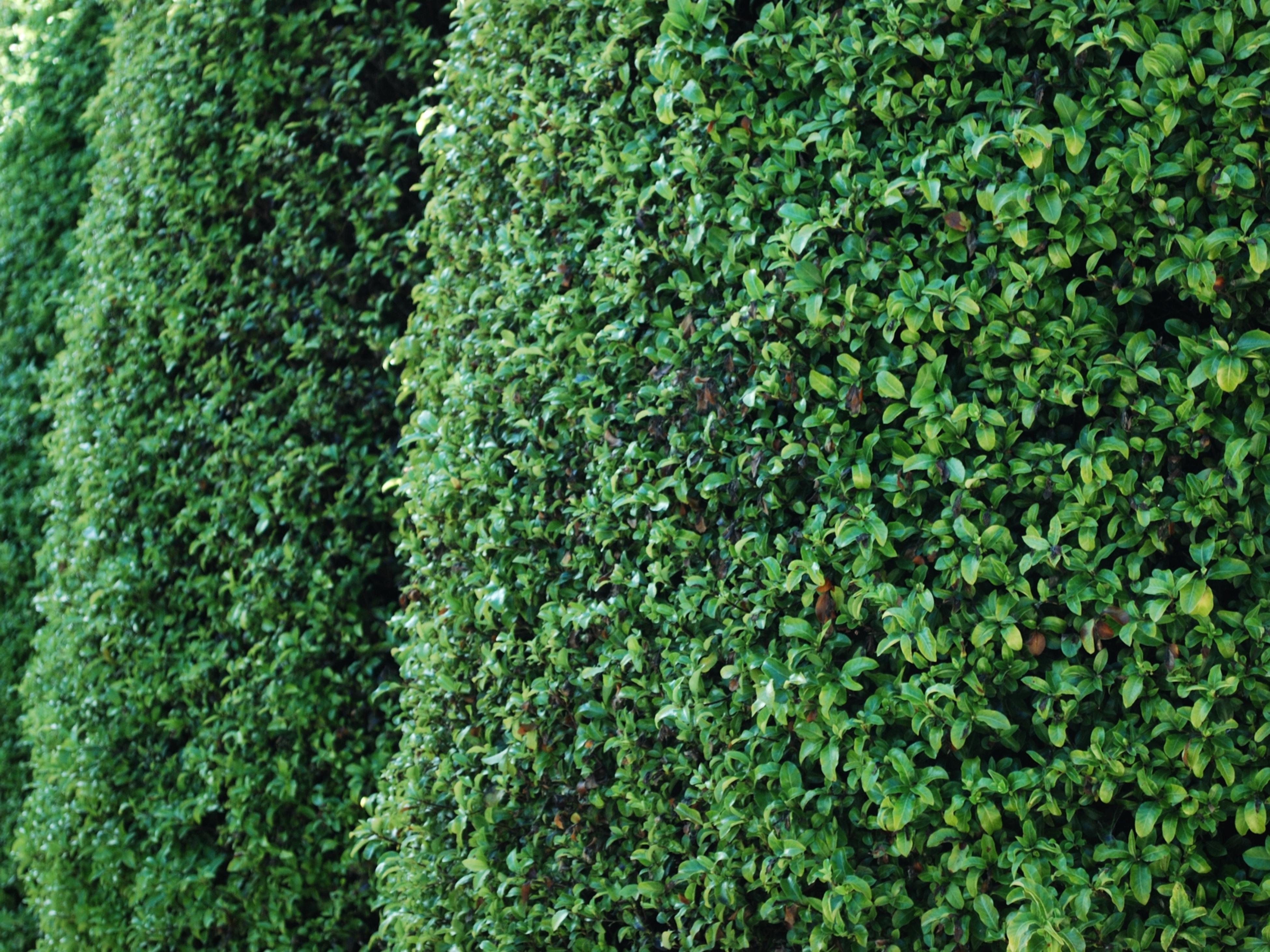 fast growing shrubs for privacy