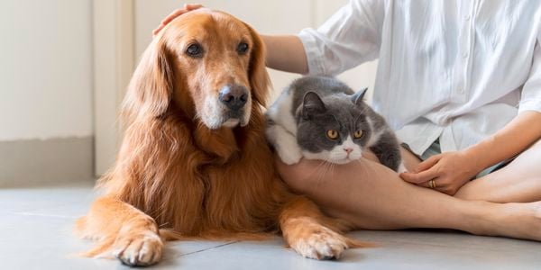 A cat and dog sitting together.