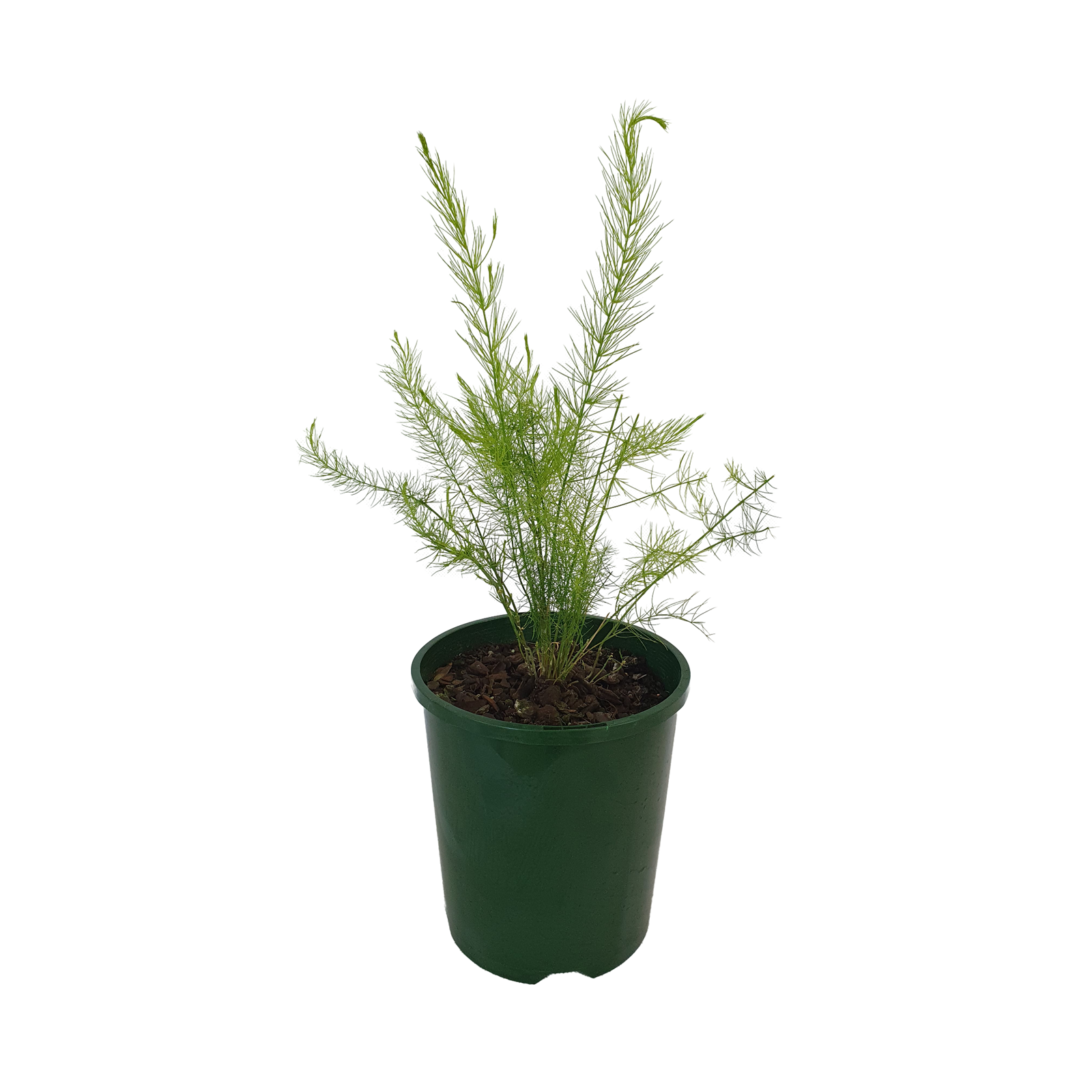 140mm Asparagus Asparagus officinalis Bunnings Australia