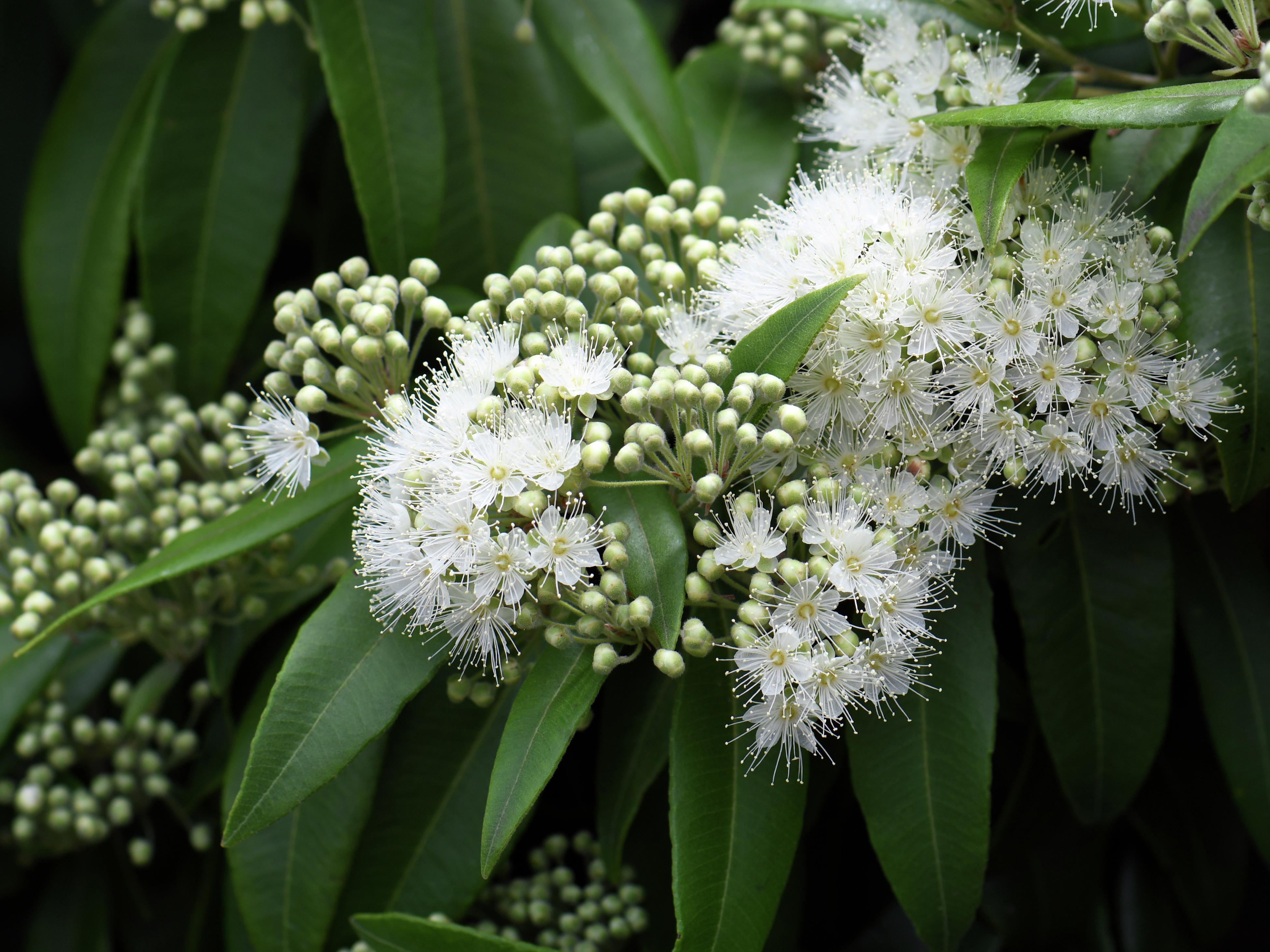 Myrtle plant store